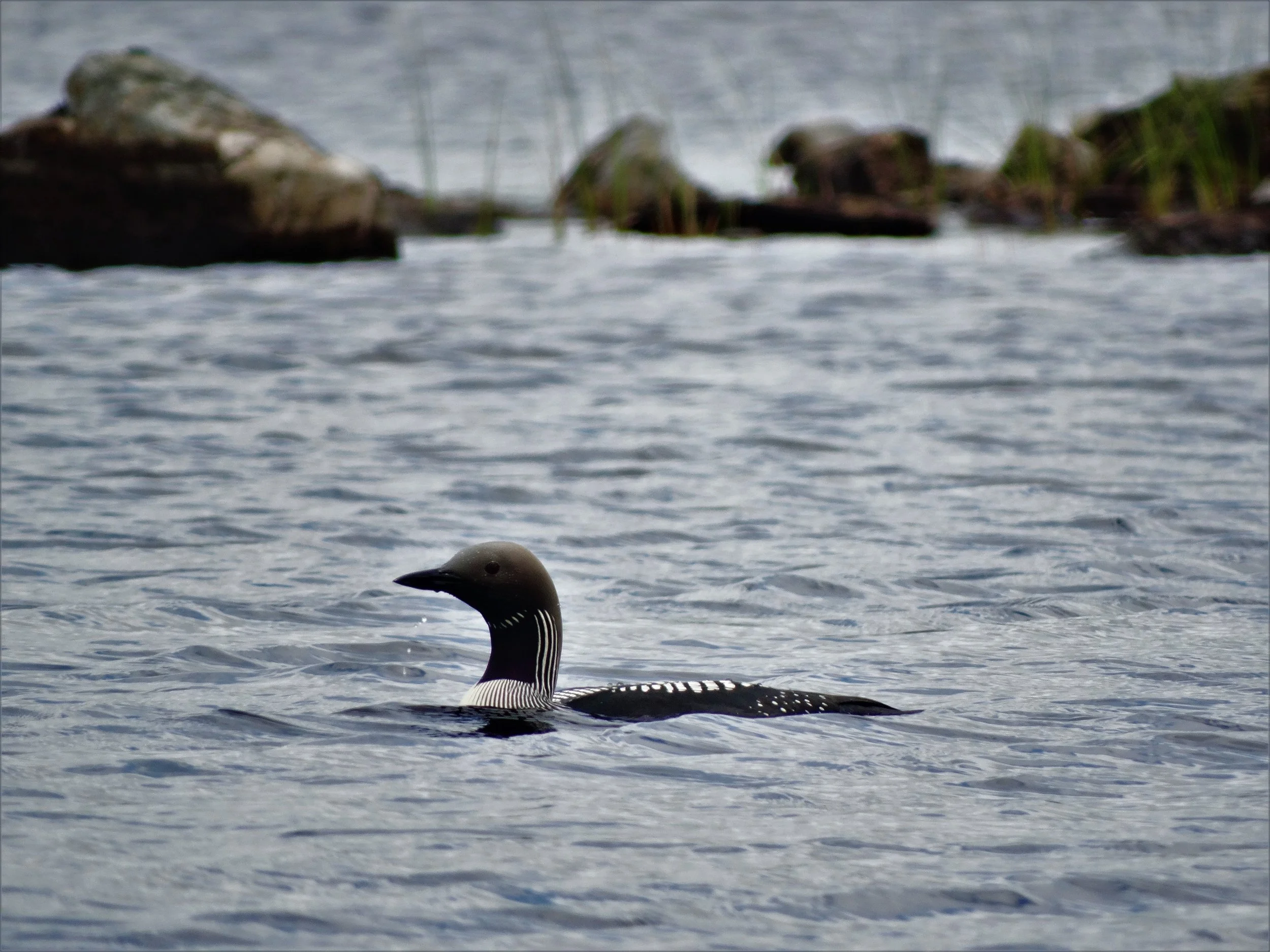 Ornithology Surveys