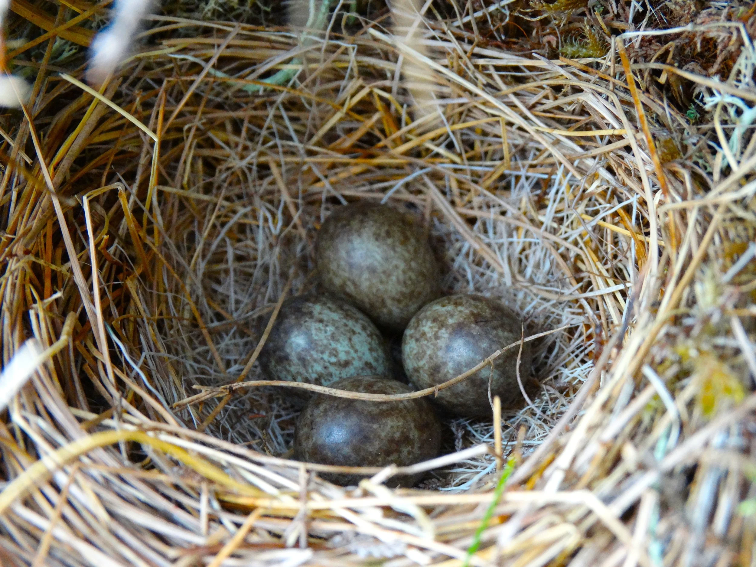 Bird nest with eggs in a bush or tree branch.
