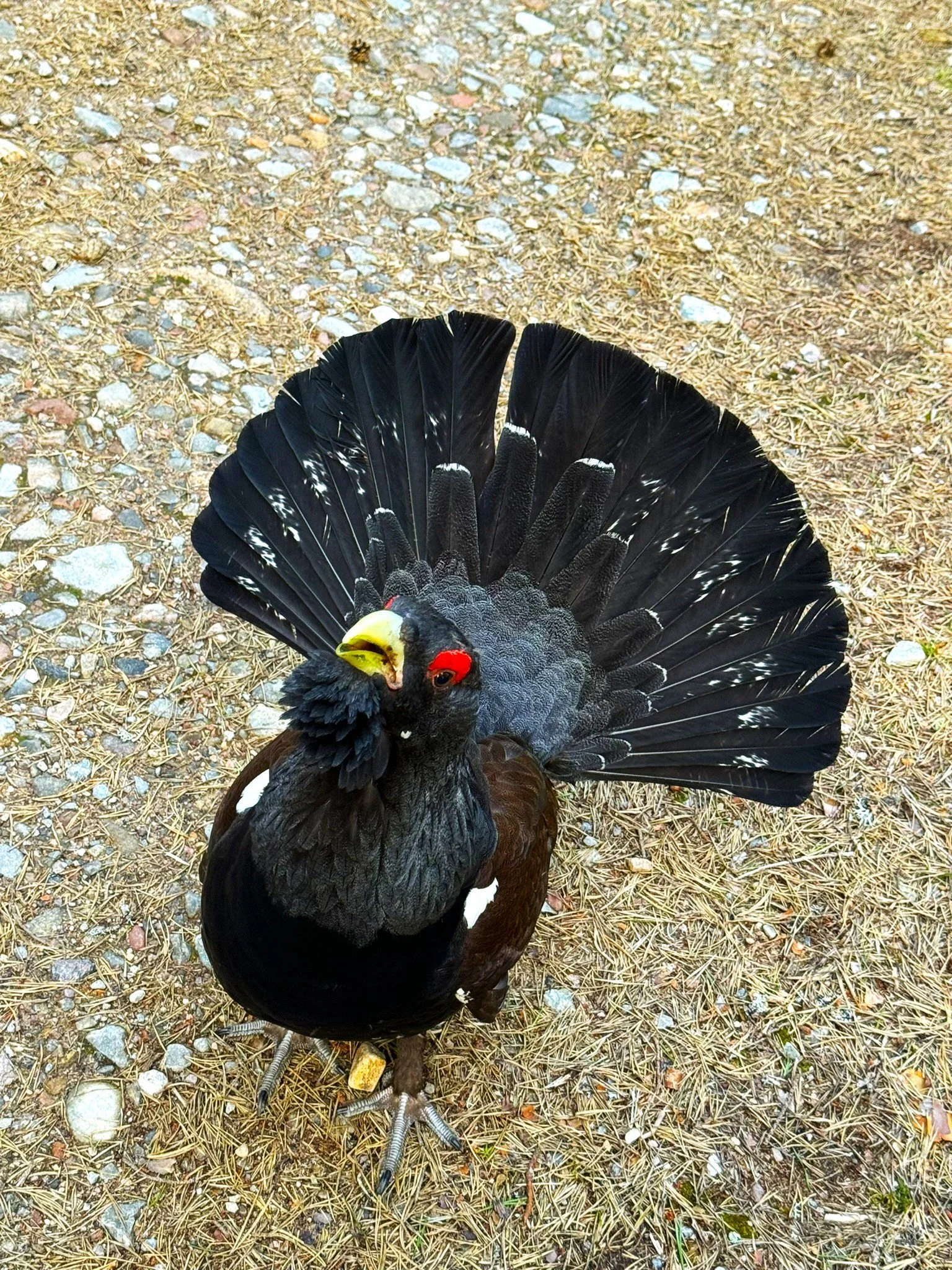 A bird with a fan of black feathers with white markings, red facial skin, and a yellow beak stands on rocky ground with dry grass.