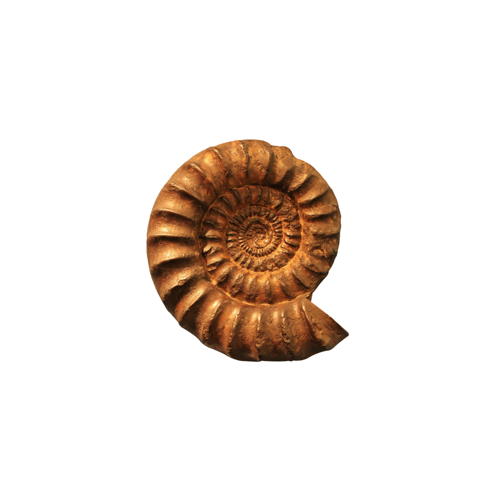 fossil