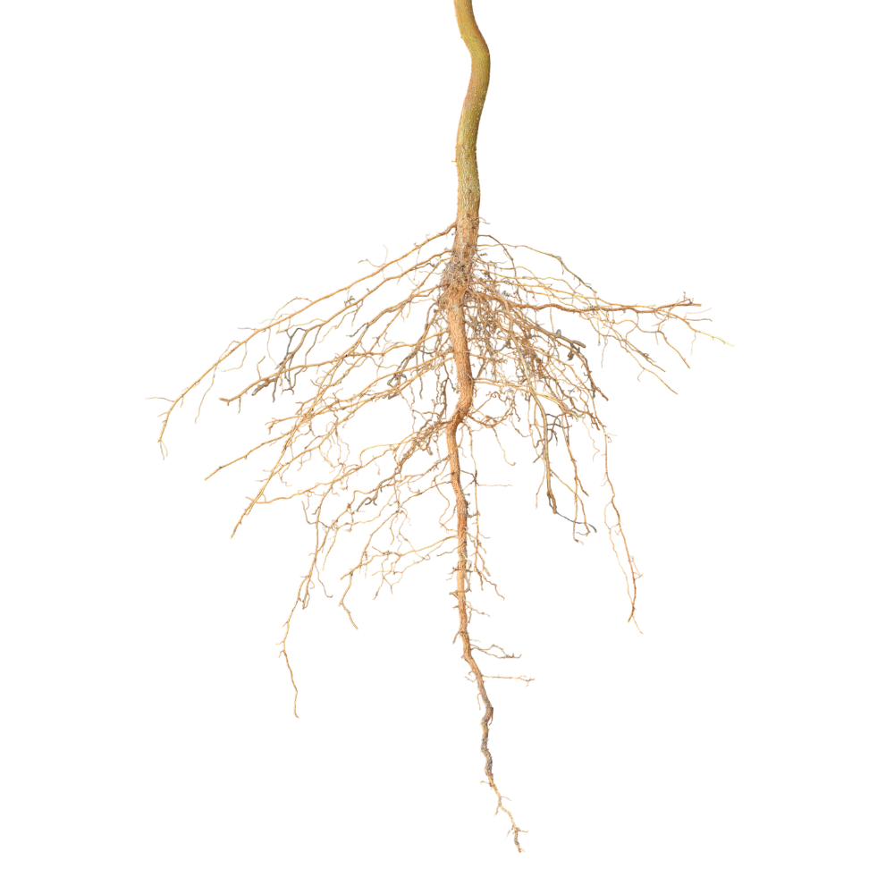 A detailed botanical illustration of a plant's root system with a black background.