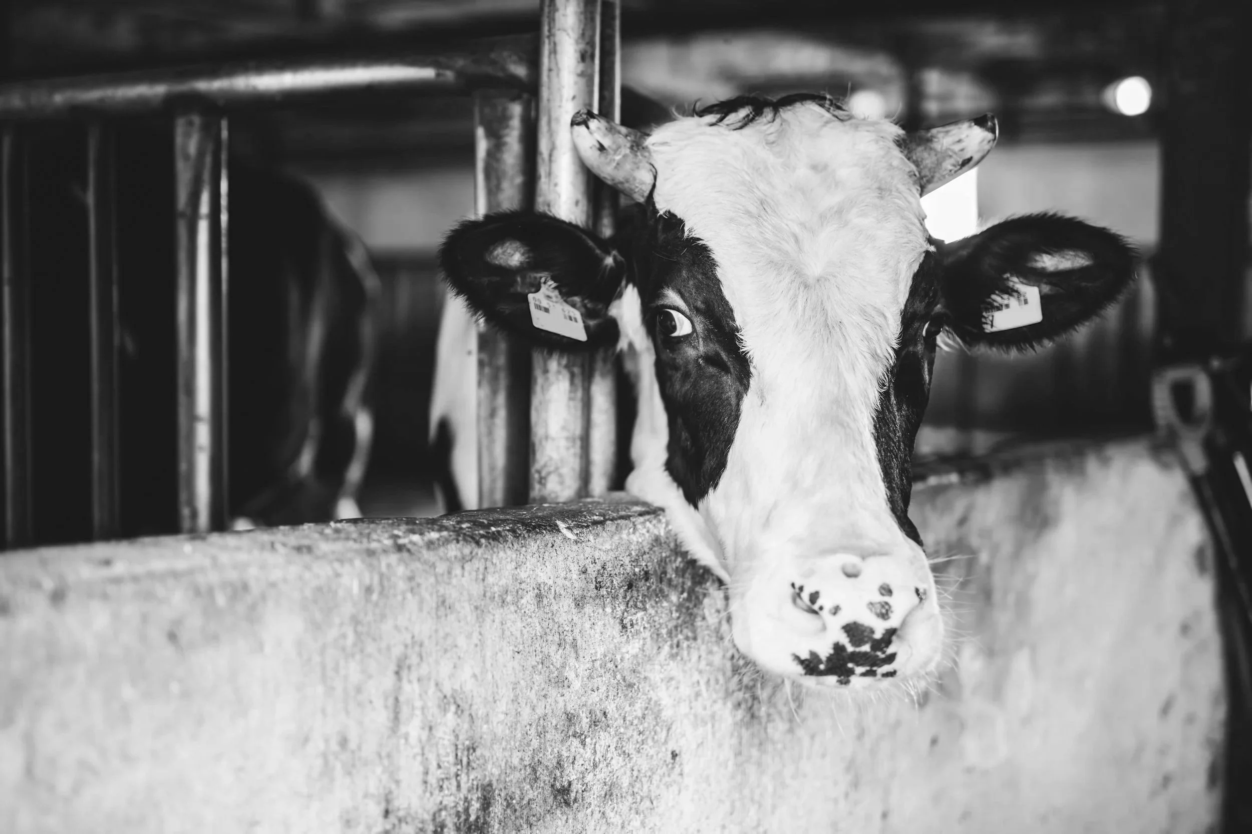 Black and white photo of a cow with a white face and black markings, standing behind a metal fence in a barn or stable.