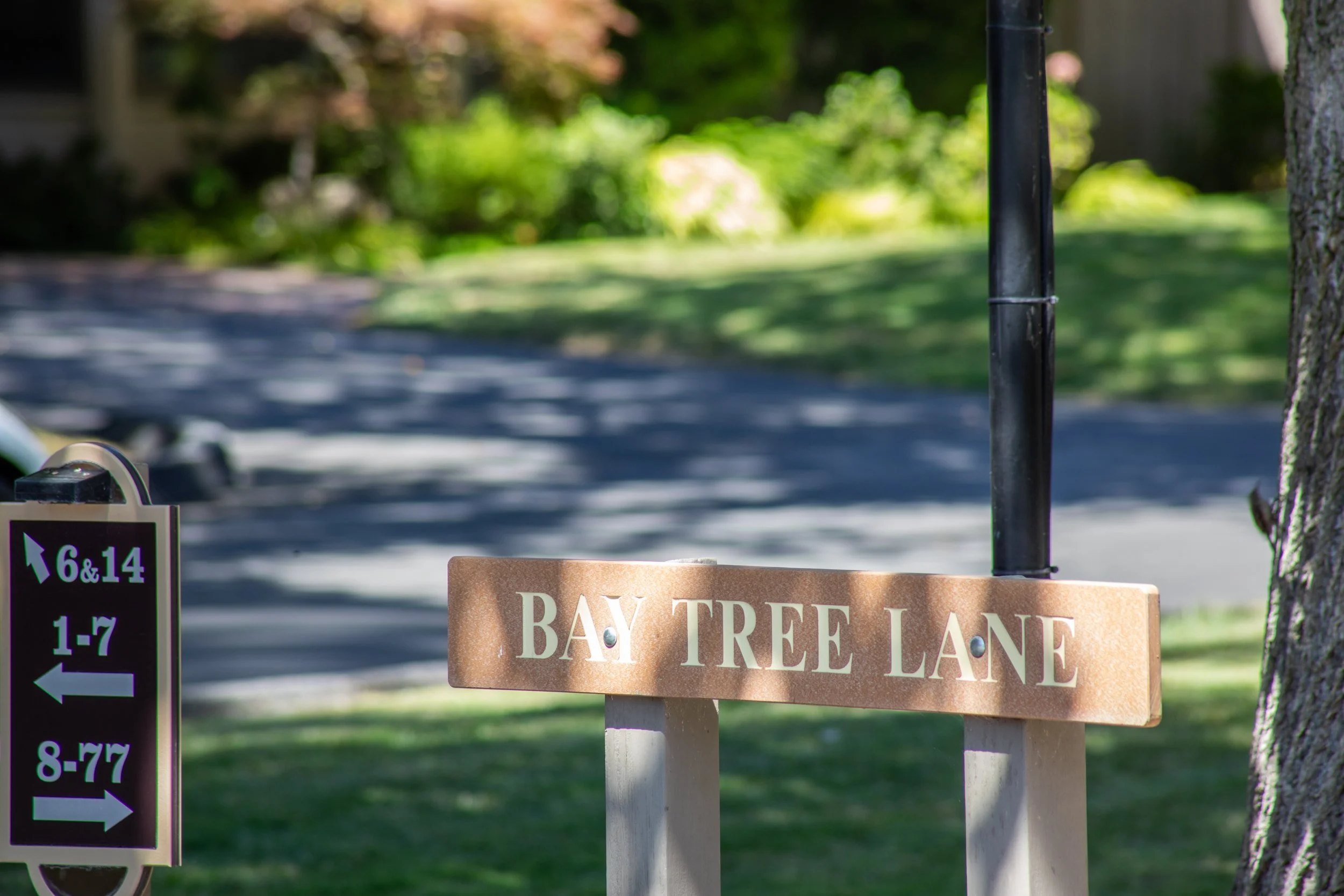 34-BayTree_Matt_Anello-9555-MLS.jpg