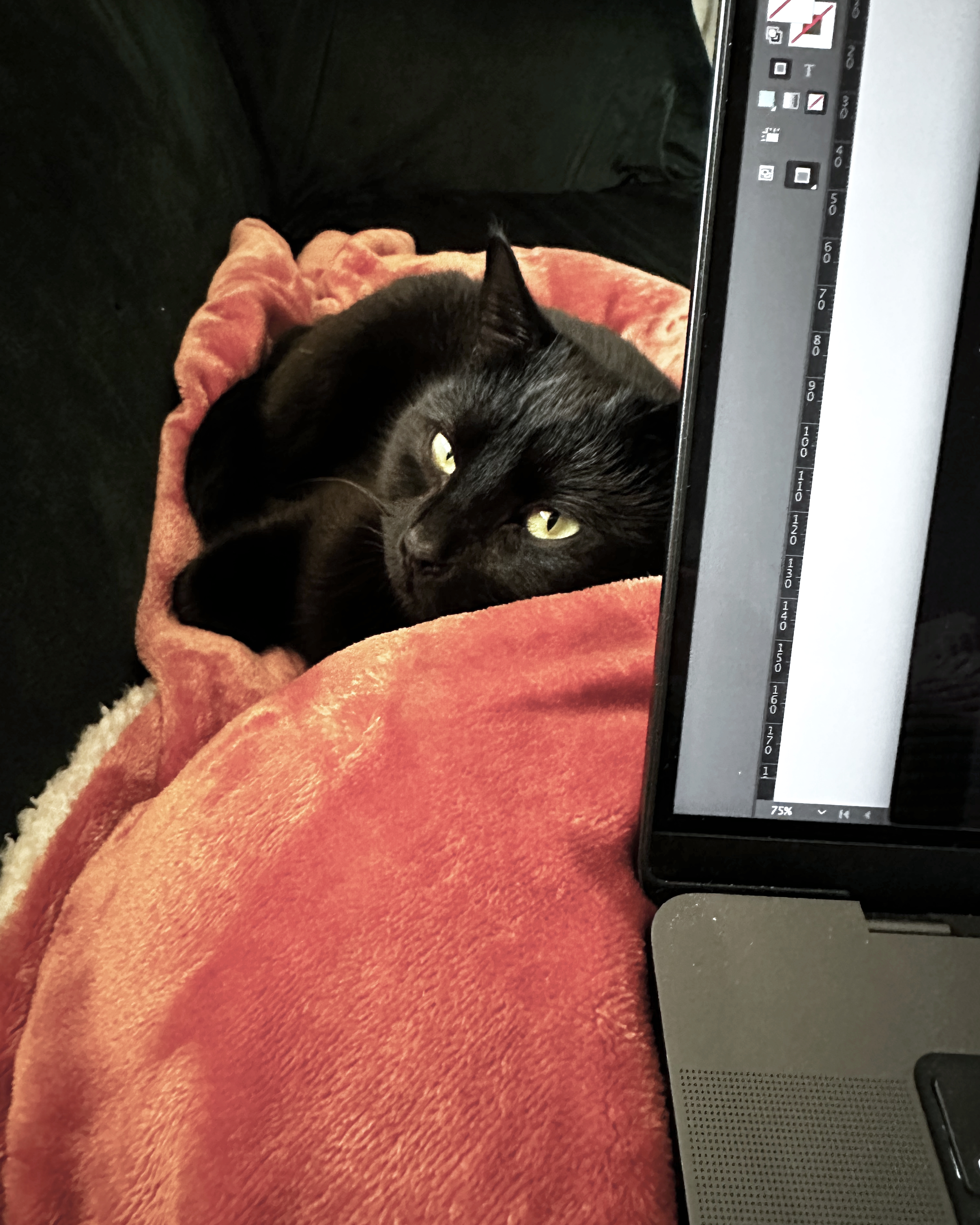 Black cat lying on an orange blanket next to a laptop.