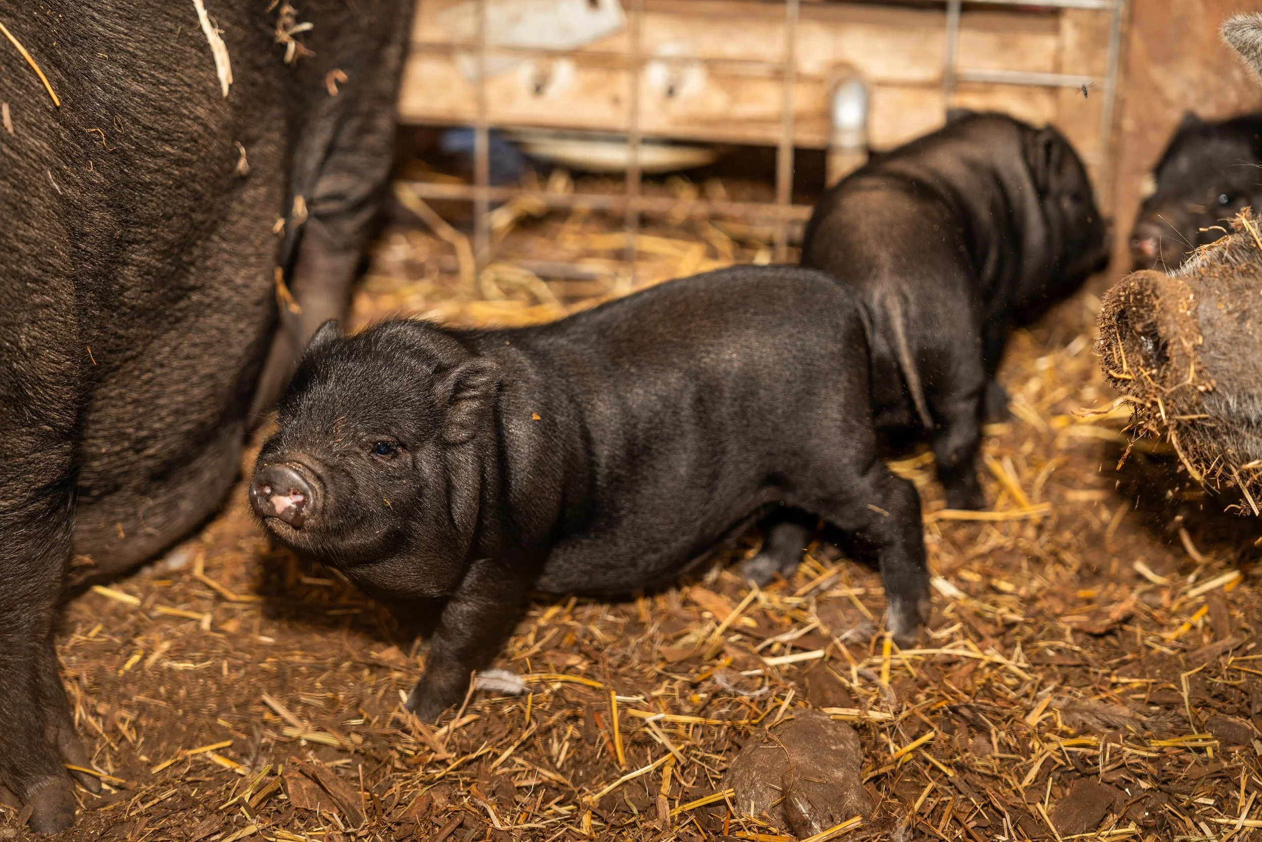 Black piglet lying on straw in a barn with other pigs in the background.