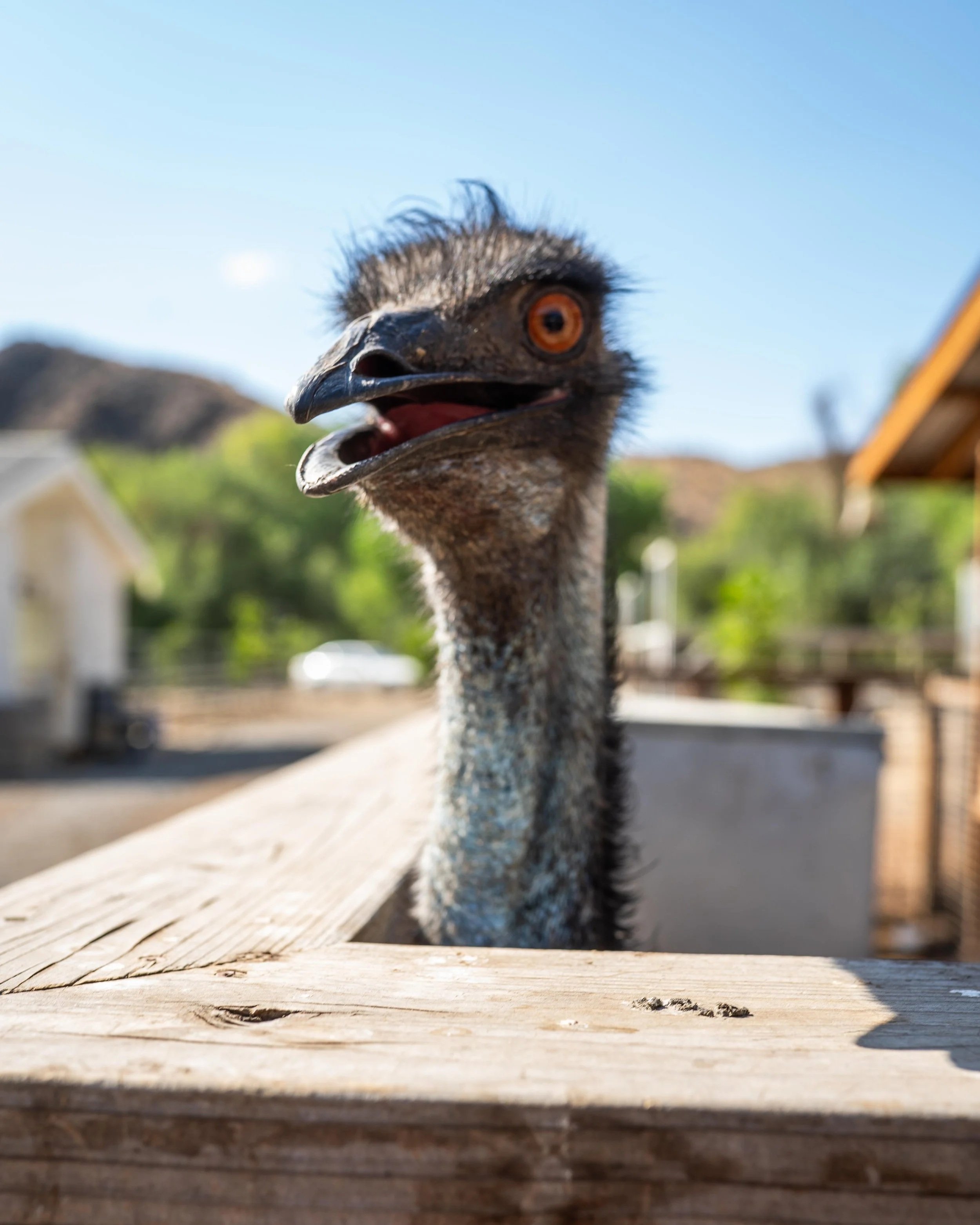 A close-up of an emu's head and neck, standing outdoors on a wooden surface with a blurry background of trees and a building.