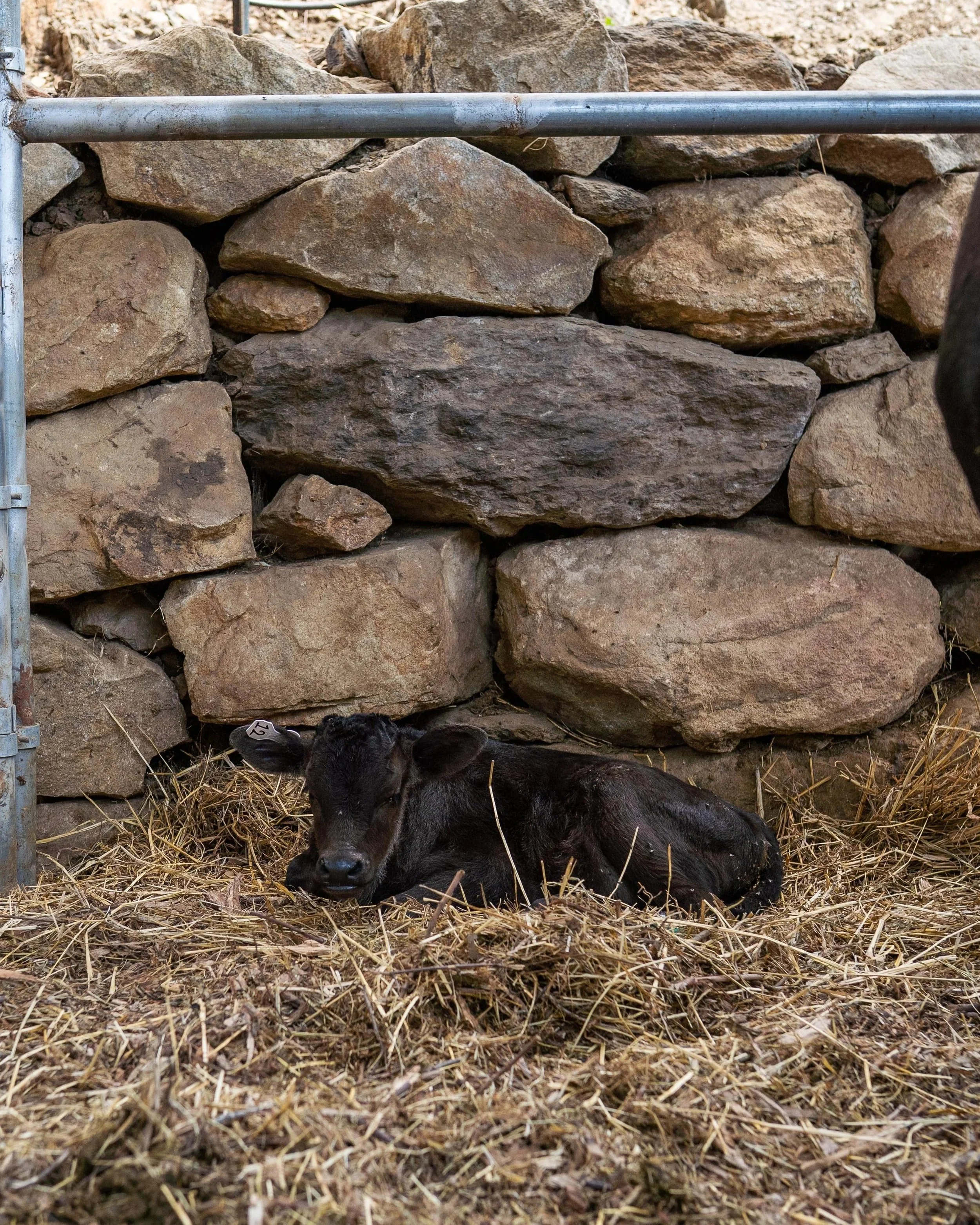 A black calf lying down on a bed of hay in front of a stone wall, with some metal fencing visible.