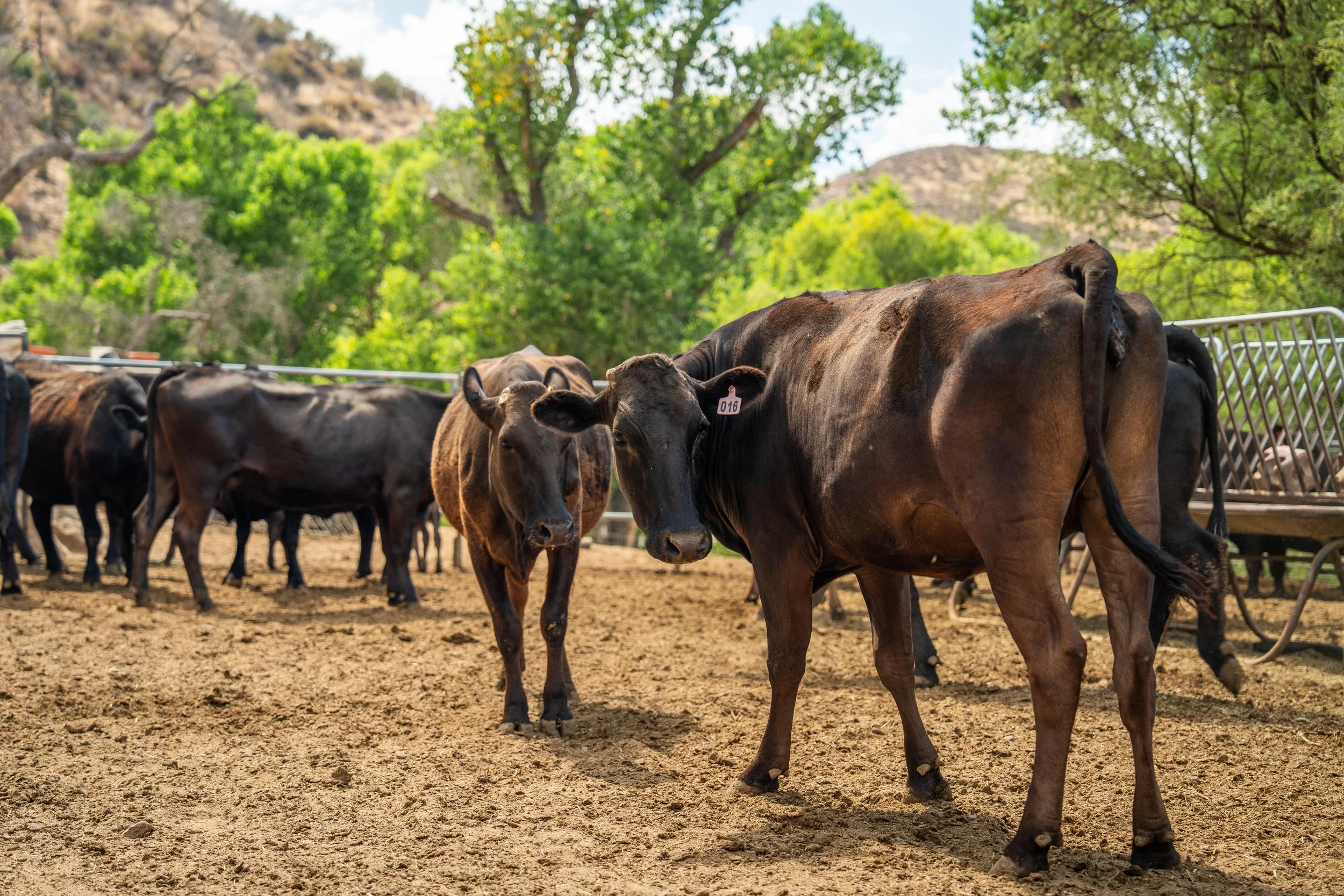 A group of cows standing on dirt ground in a farm environment with green trees and hills in the background.