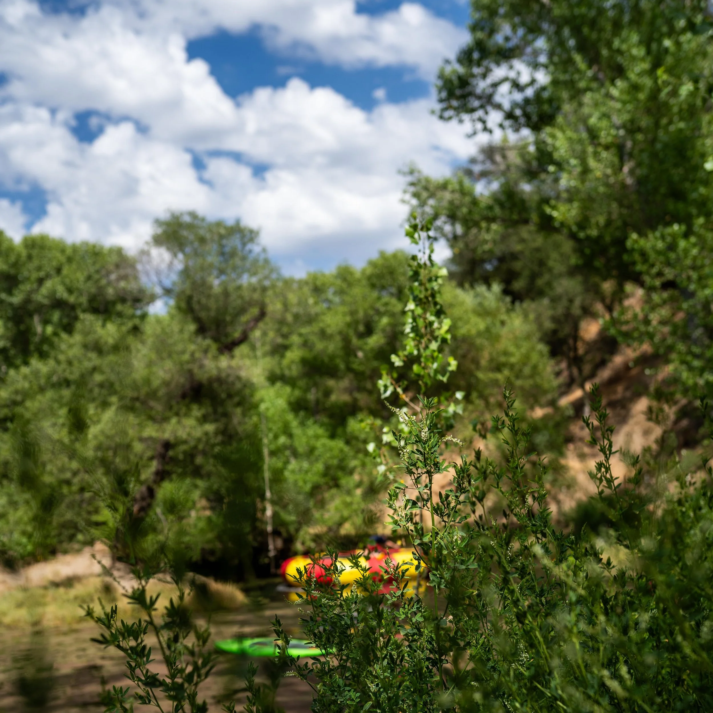 Backyard scene with tall green bushes and trees, cloudy sky, and colorful inflatable pool float on the ground.
