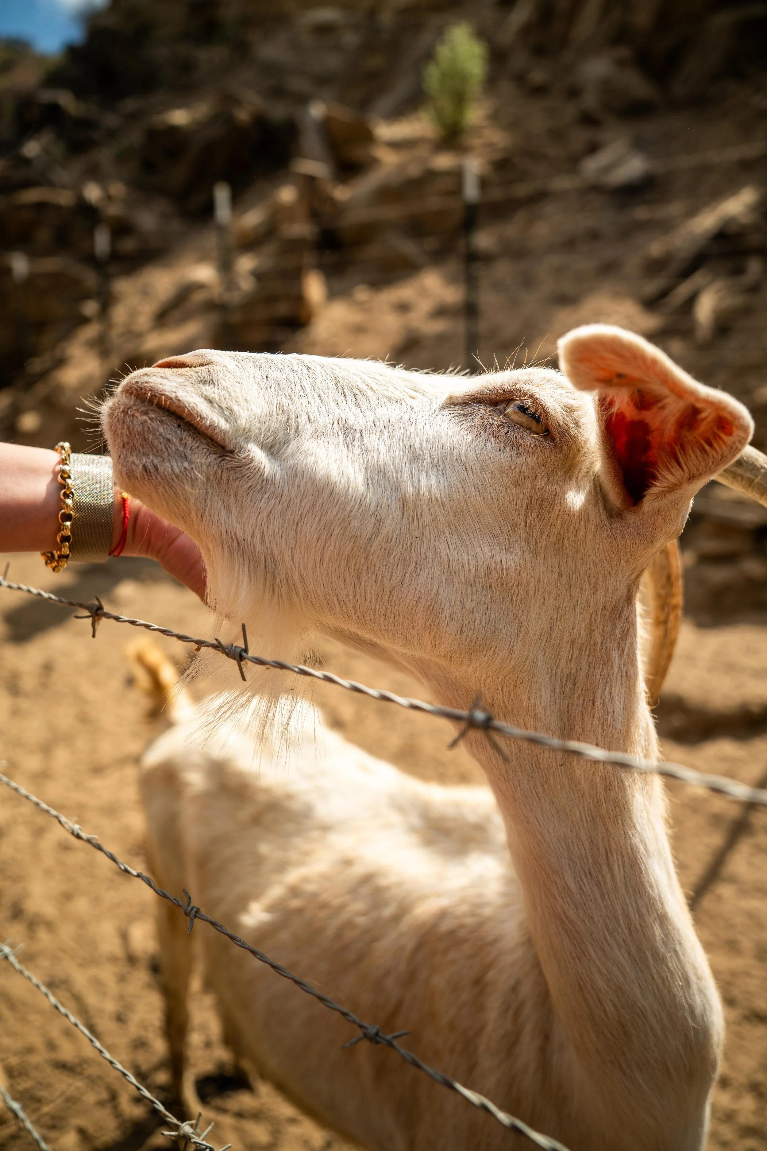A close-up of a light-colored goat leaning against a person's hand, which has bracelets, near a barbed wire fence. The background shows a dirt area with blurred trees.