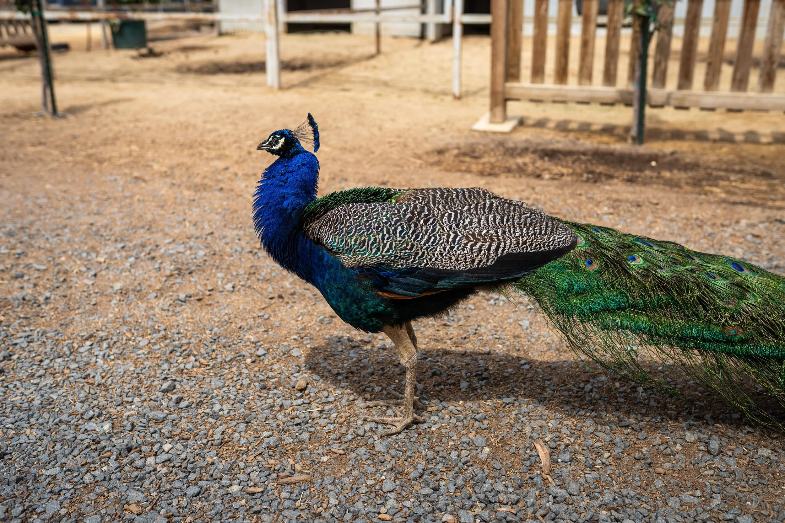 A colorful peacock standing on a gravel ground with a wooden fence in the background.
