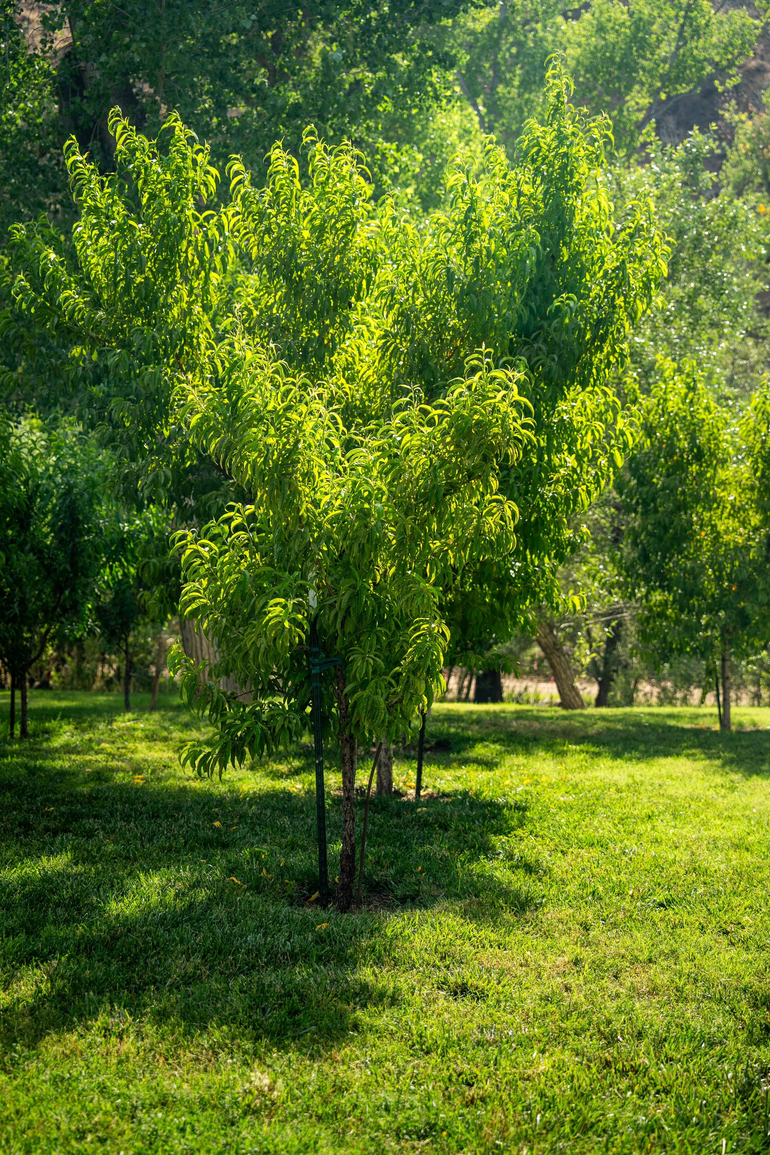 A young, leafy green tree in a park with bright sunlight casting shadows on the grass. Other trees and greenery are visible in the background.