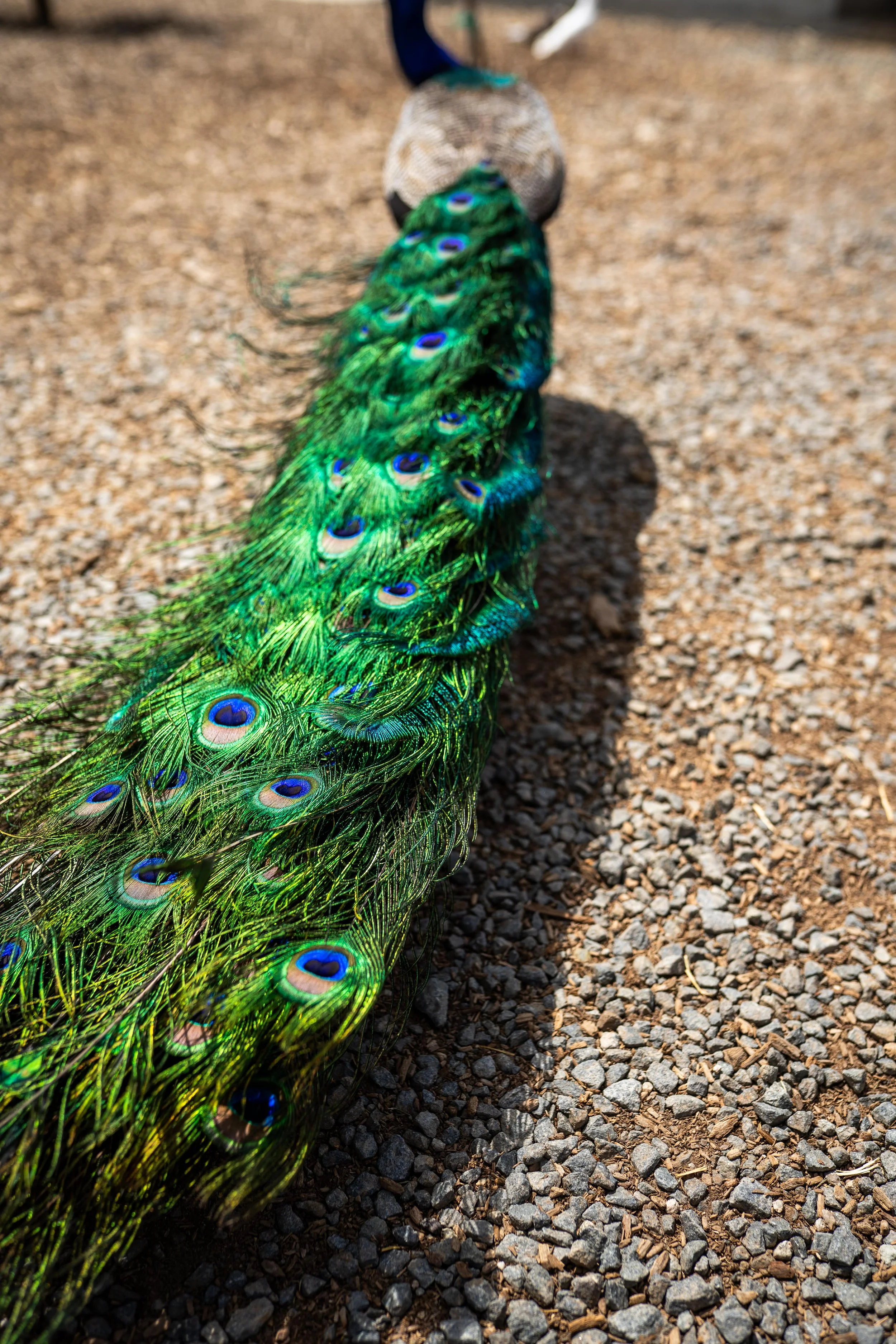 A colorful peacock with its tail feathers fanned out on a gravel surface.