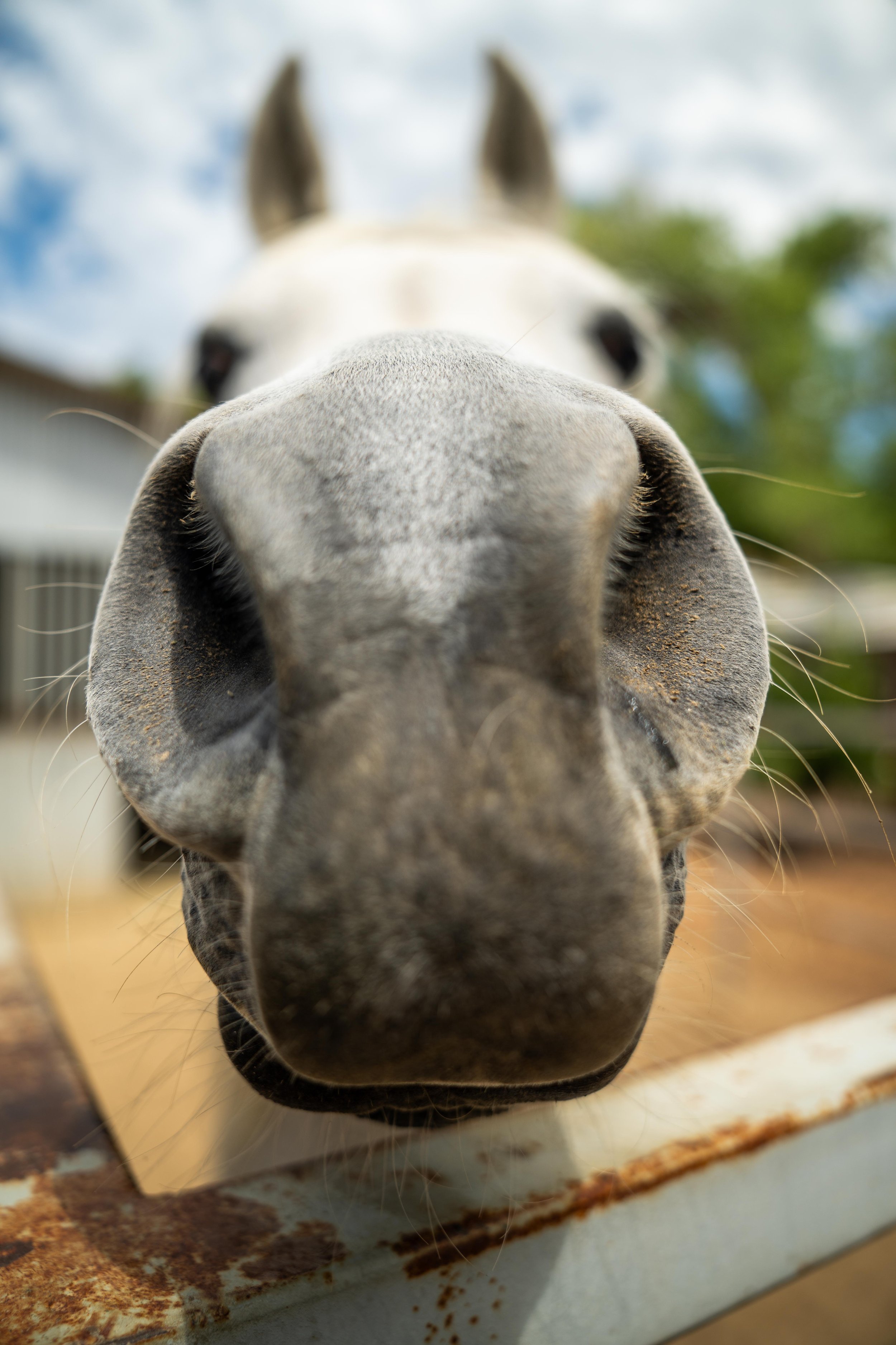 Close-up of a horse's nose and face, with a blurred background of sky and trees, and part of a metal surface in the foreground.