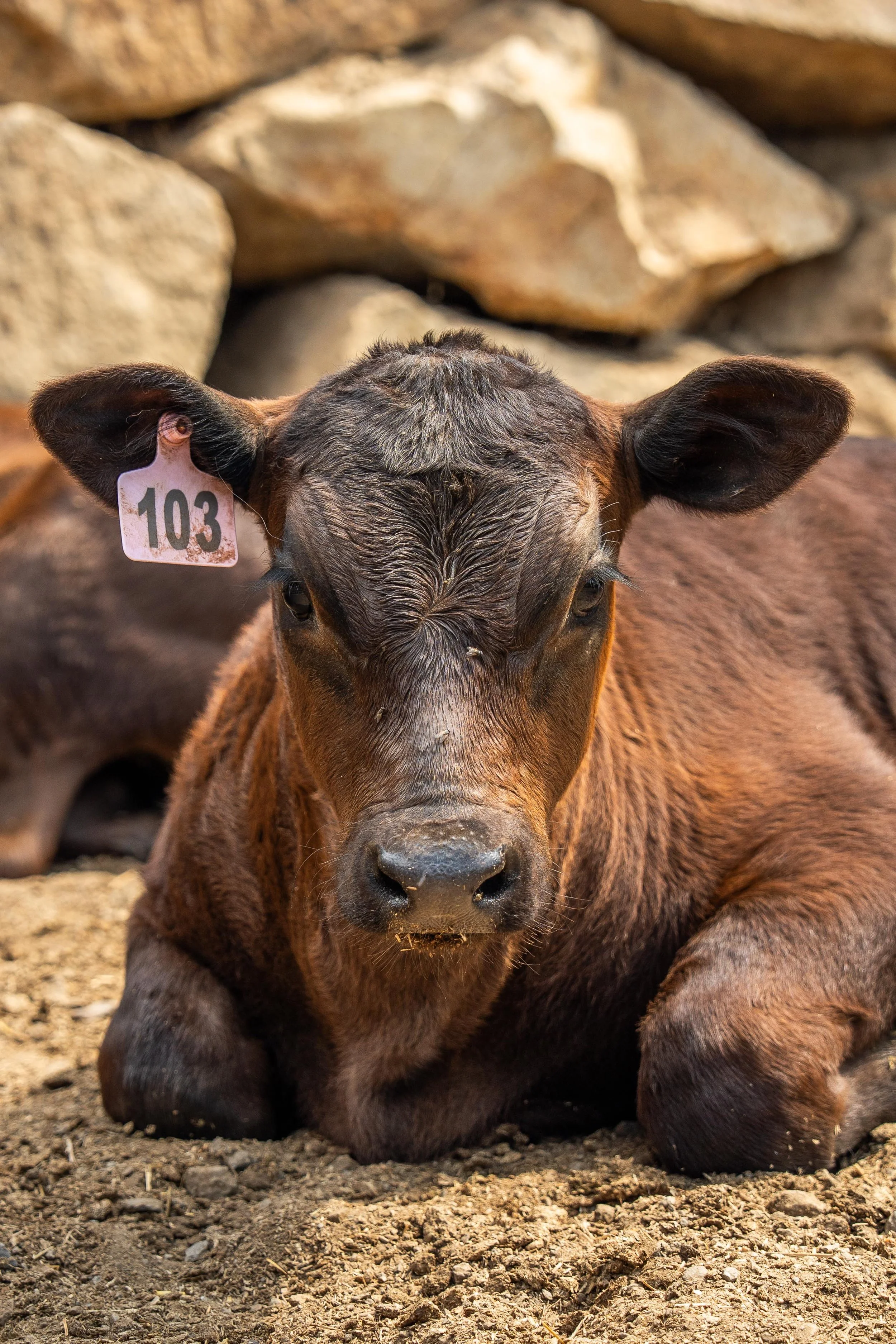 A baby cow with a tag numbered 103 resting on the ground with rocks in the background.
