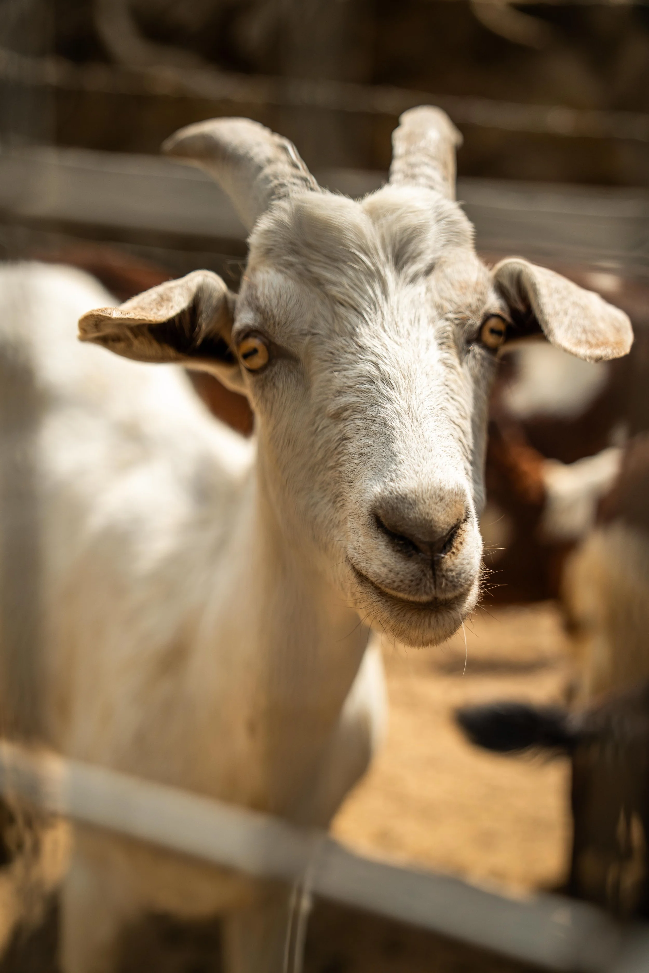 Close-up of a white goat with curved horns and yellow eyes, standing in a barn with wooden walls.