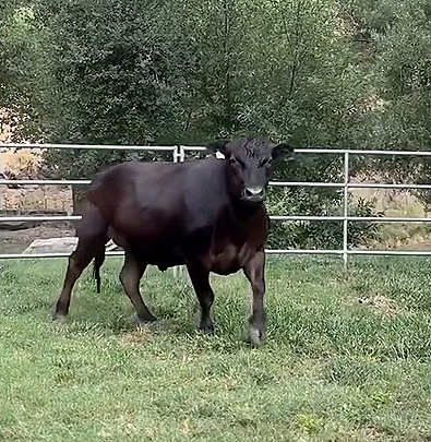 Full Blood Wagyu Steer