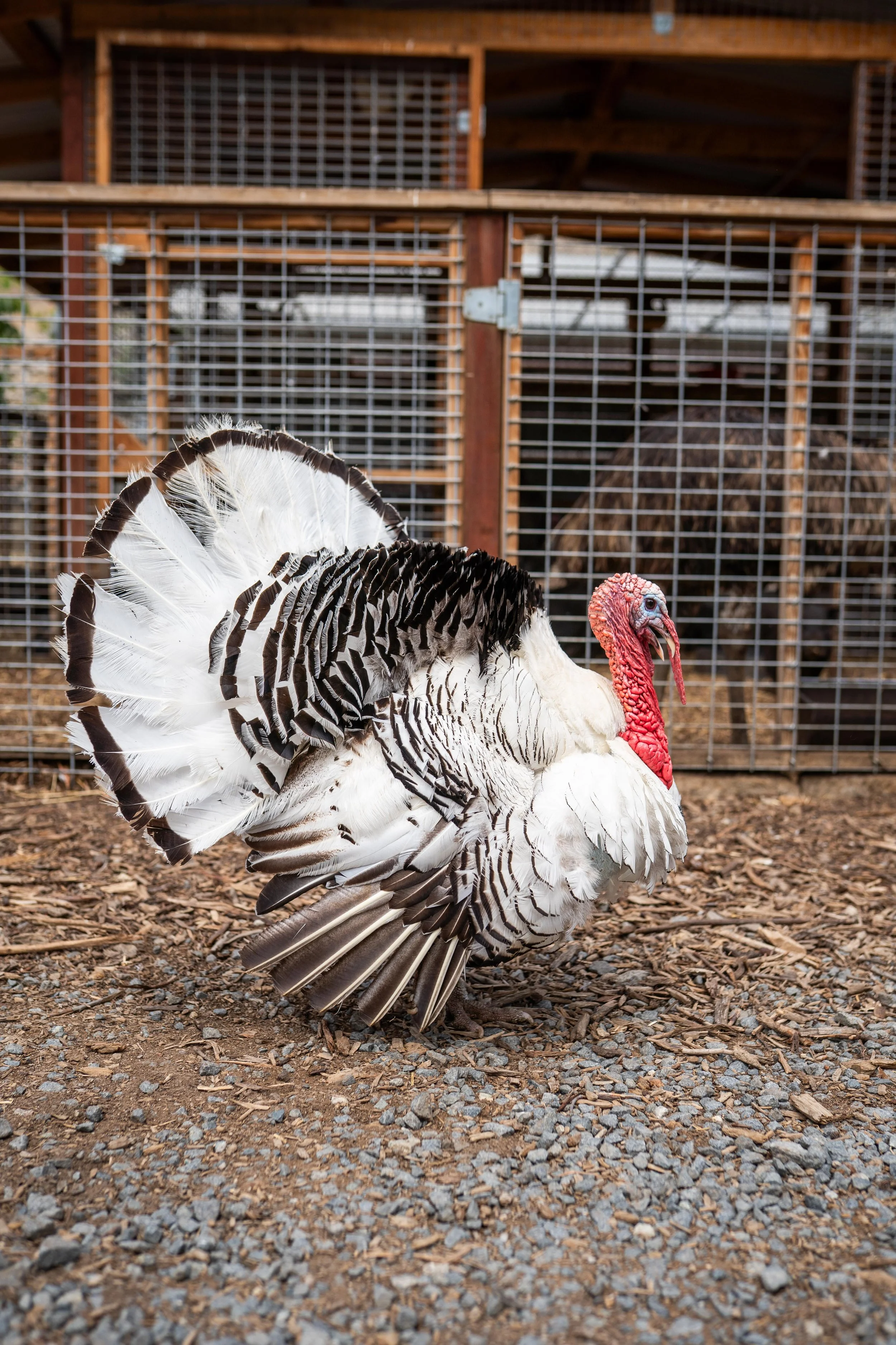 A wild turkey standing on the ground in front of a wire fence enclosure with wood framing, with some trees and sky visible in the background.