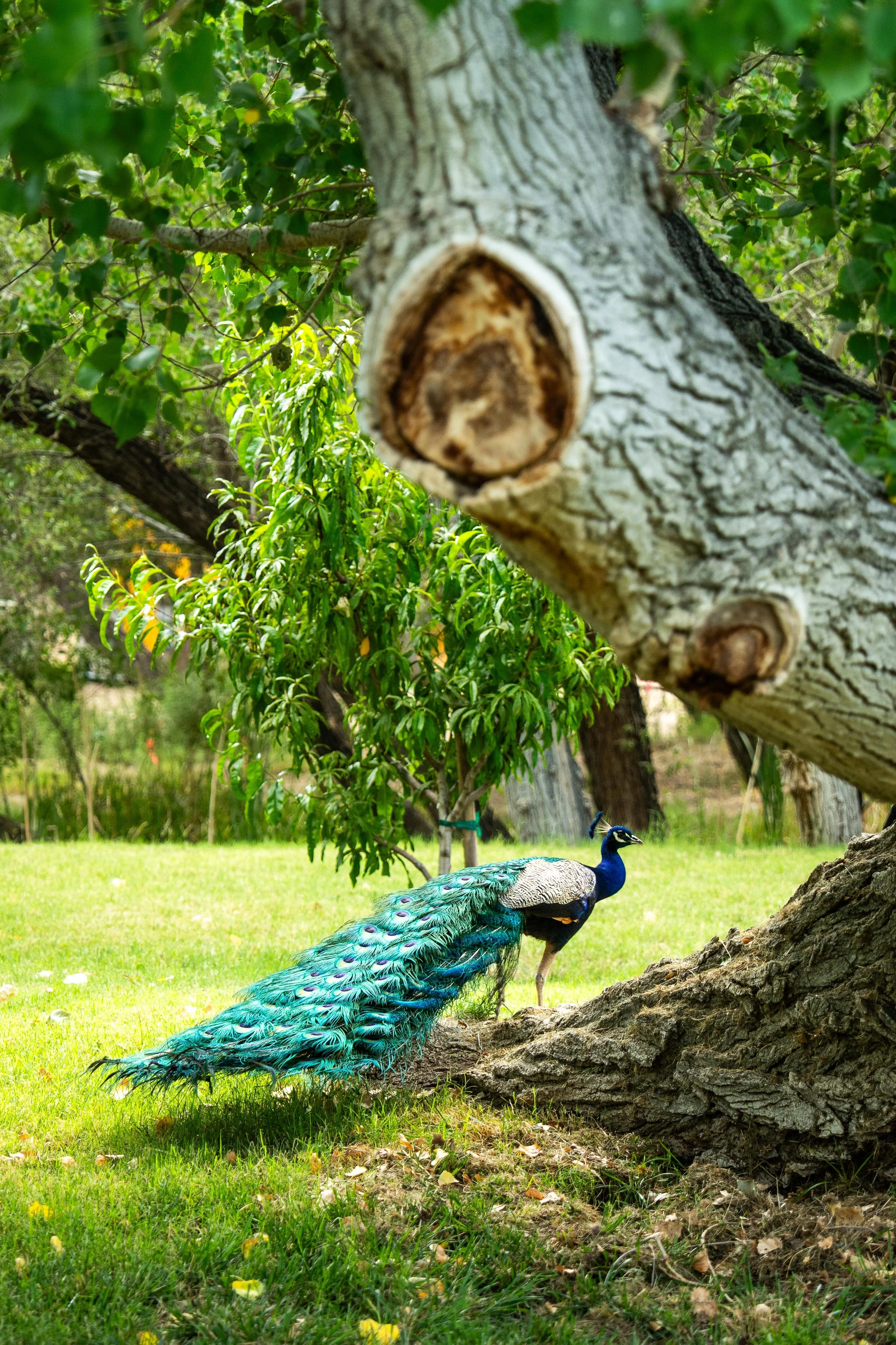A vibrant peacock with blue and green plumage standing near a large tree with textured bark and lush green leaves in a grassy park area.