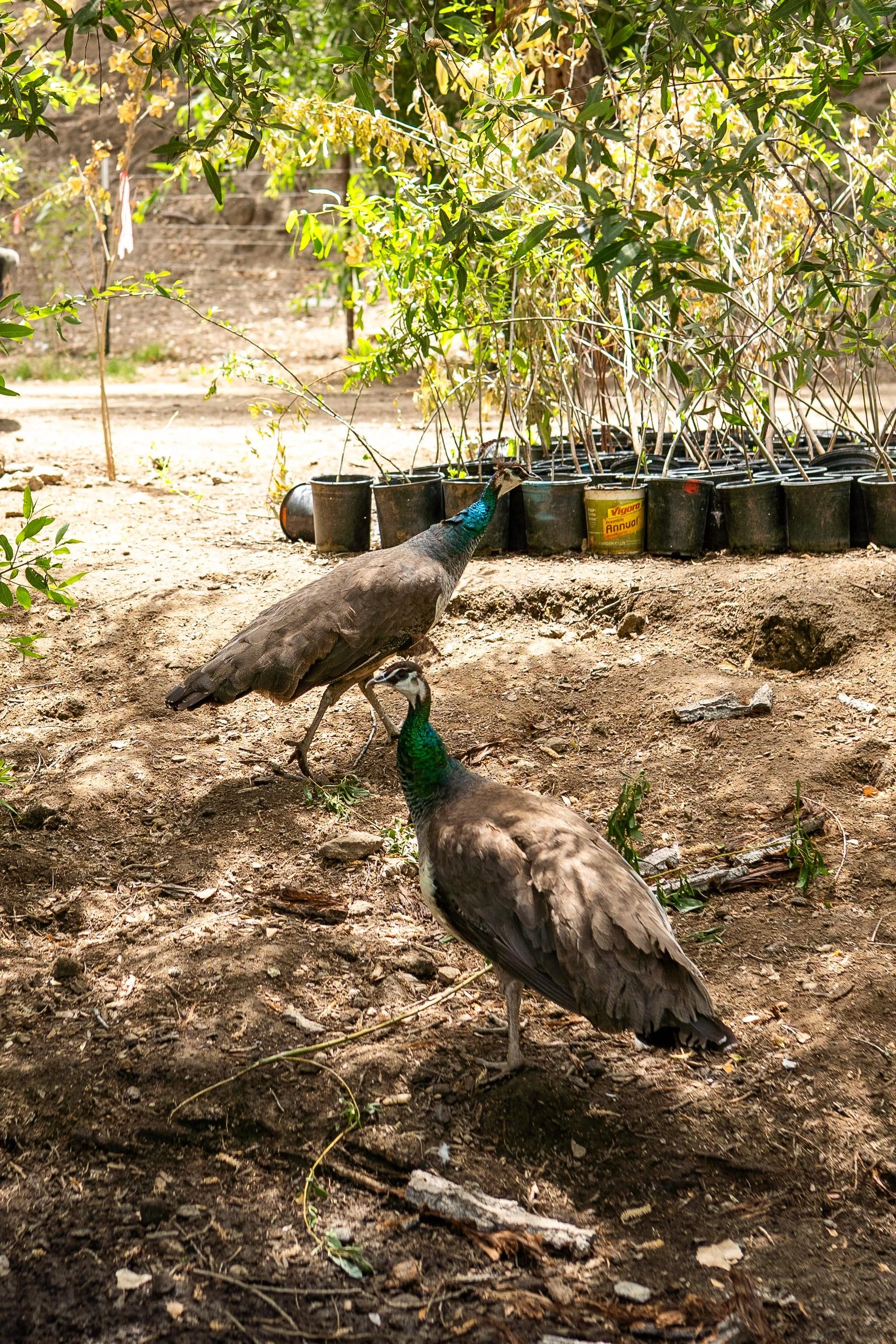 Three peacocks walking on the ground near a row of potted plants and trees in a garden or nursery setting.