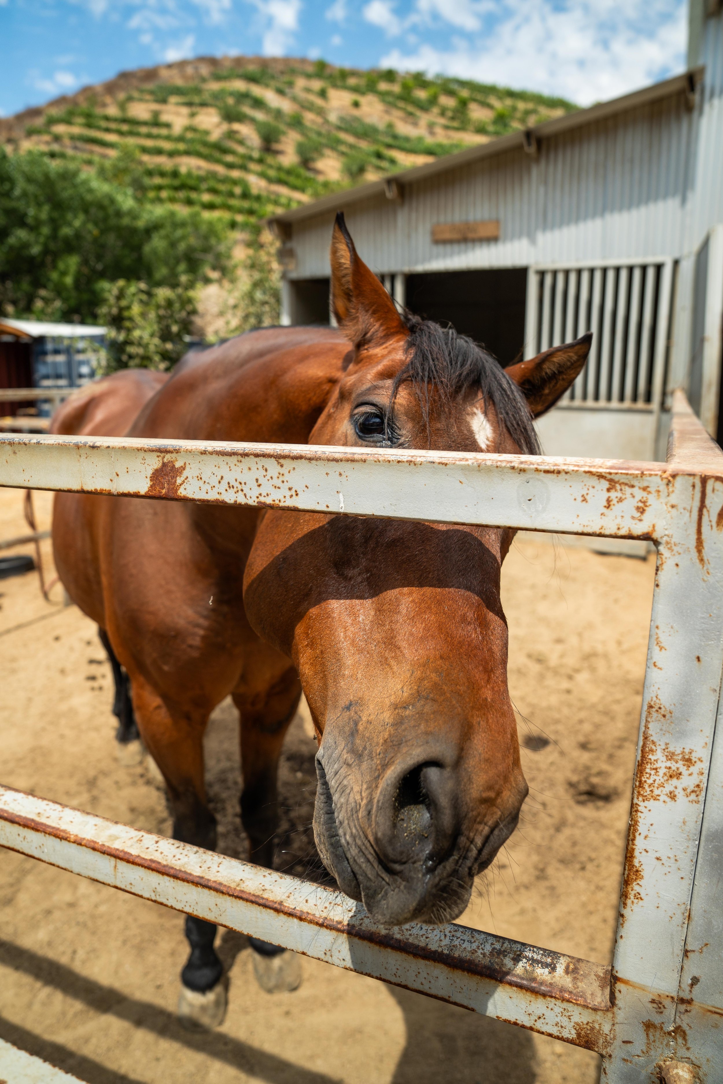 A brown horse with a white star on its forehead, standing behind a rusty white fence, with a barn in the background and a hill covered with greenery.