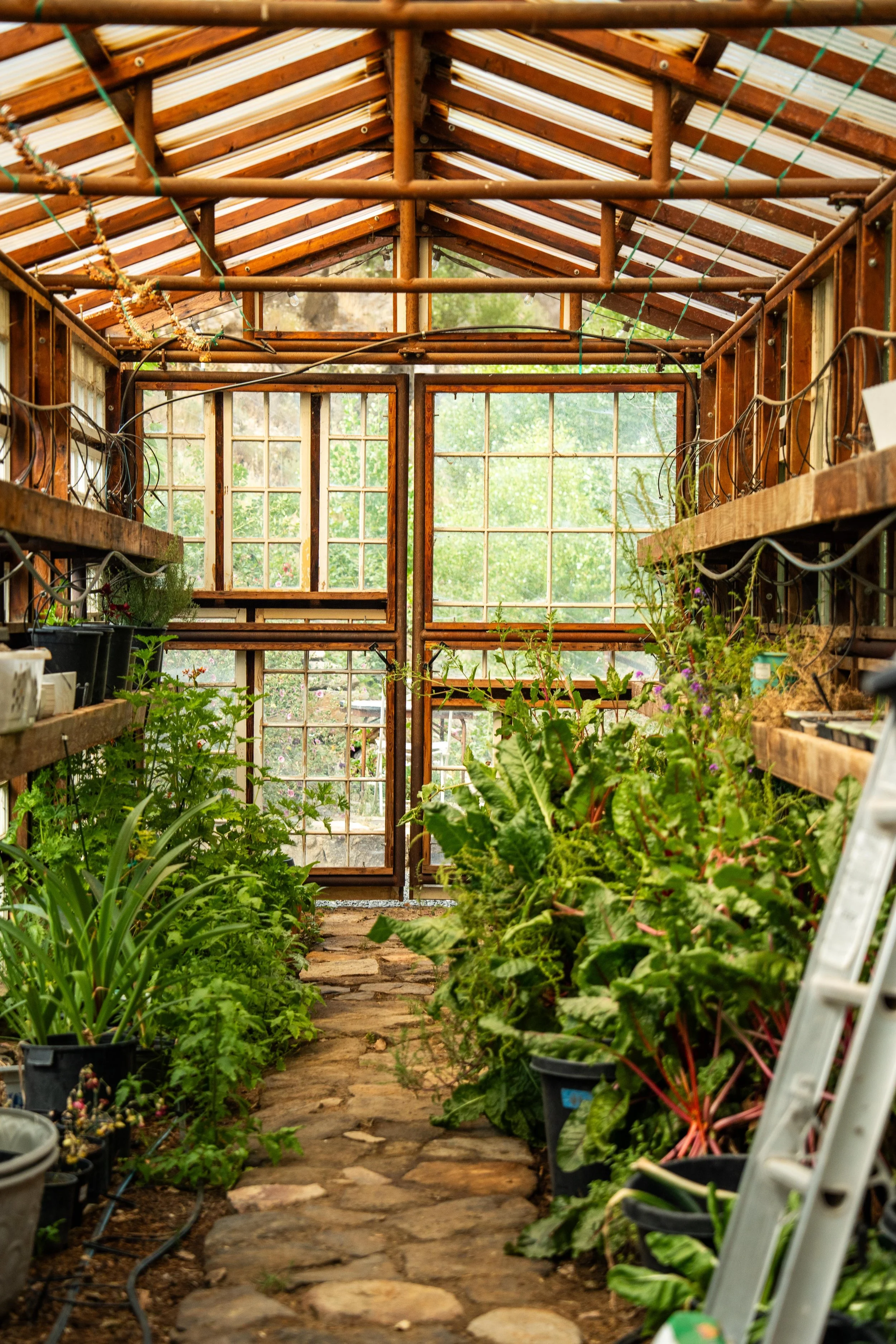 Inside a greenhouse with potted plants along a stone pathway, wooden shelves, and a wooden and glass door at the back showing green outdoor scenery.