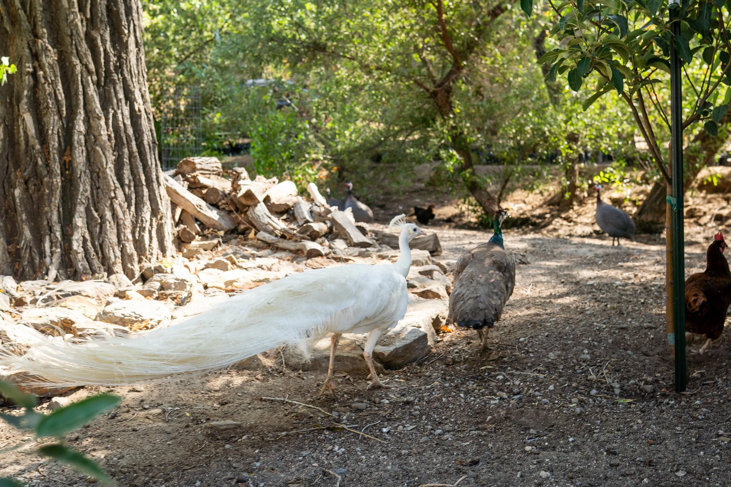 A white peacock walking on a rocky dirt path in a lush green garden with trees and shrubs.