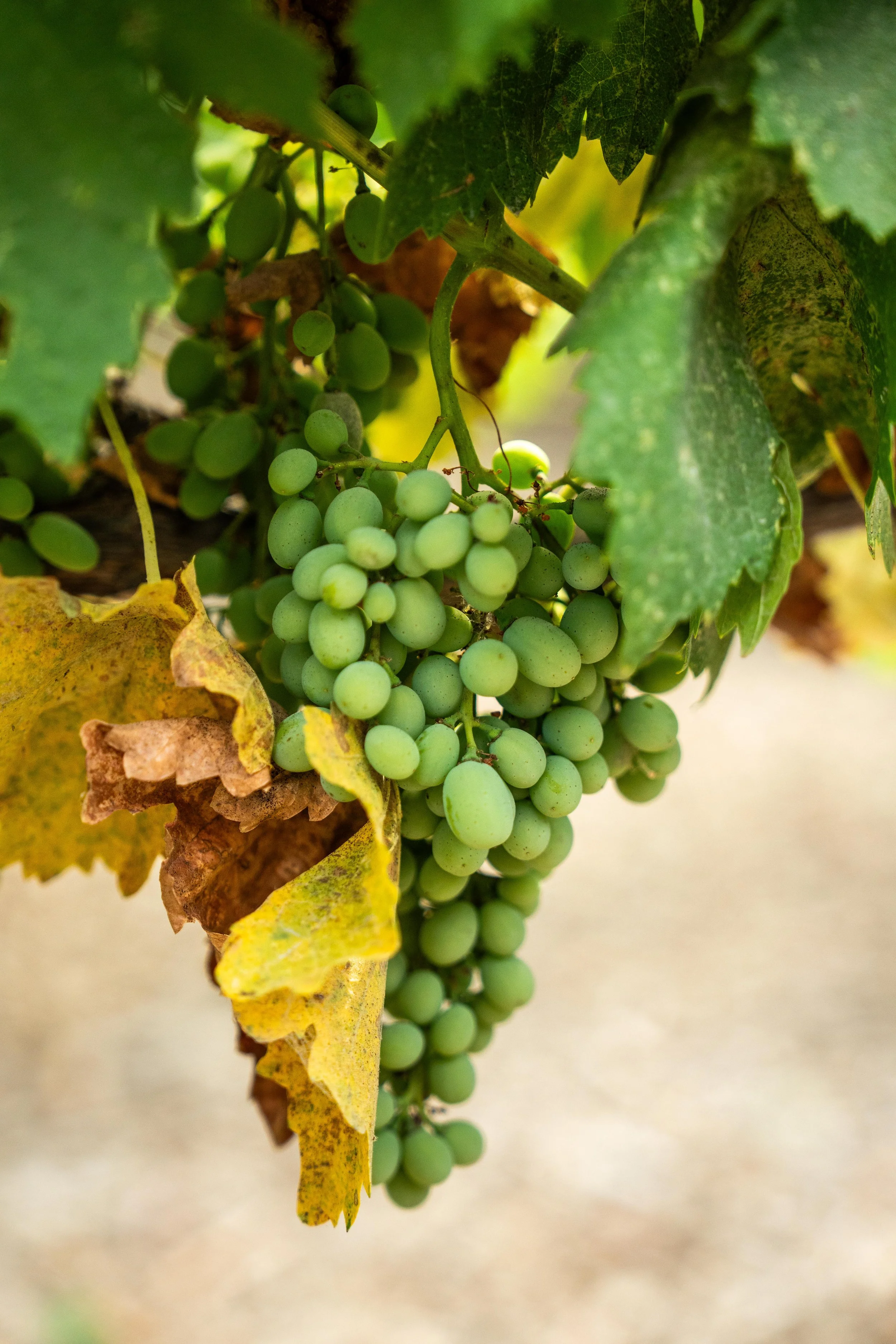 Close-up of a bunch of green grapes hanging from a grapevine with leaves, some leaves are green and others are yellow and brown, indicating the grapevine is in autumn.