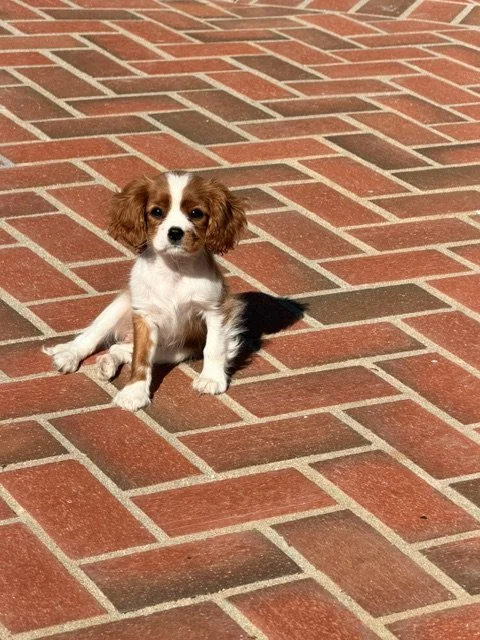 A small puppy with brown and white fur sitting on a brick sidewalk in sunlight.