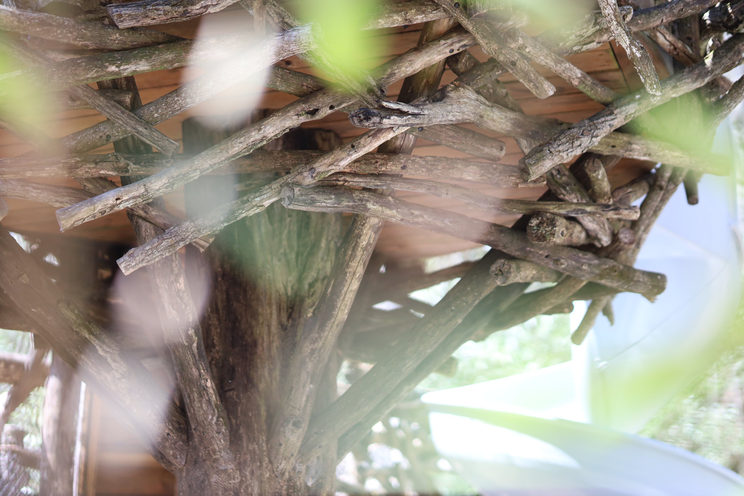 Close-up of intertwined thin, weathered tree branches or twigs with a wooden background, with some green leaves out of focus in the foreground.