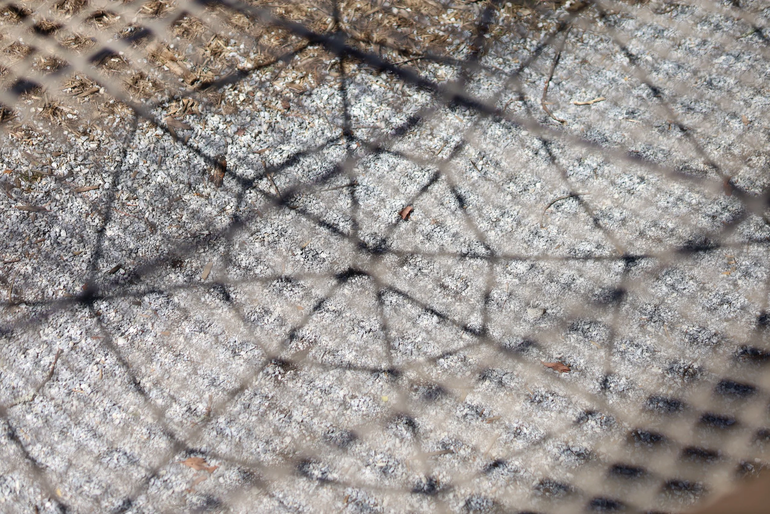 View through a chain-link fence showing dirt, small rocks, twigs, and leaves on the ground.