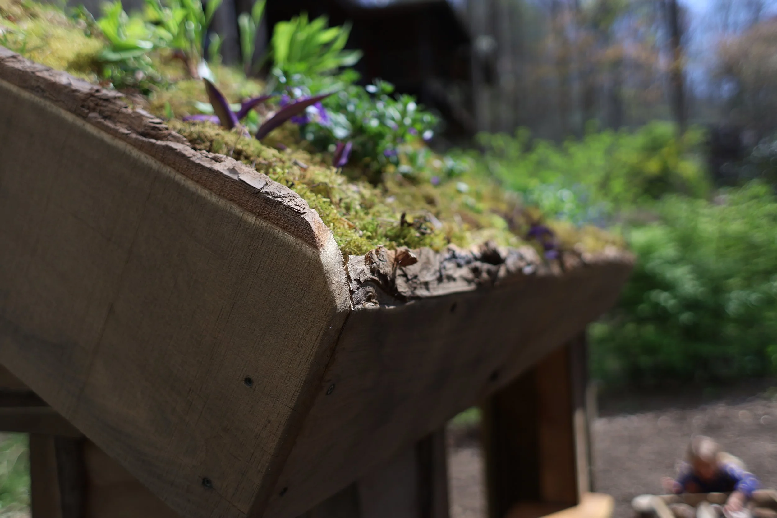 Close-up of a wooden planter box filled with green moss and purple plants, with trees and sky in the background.