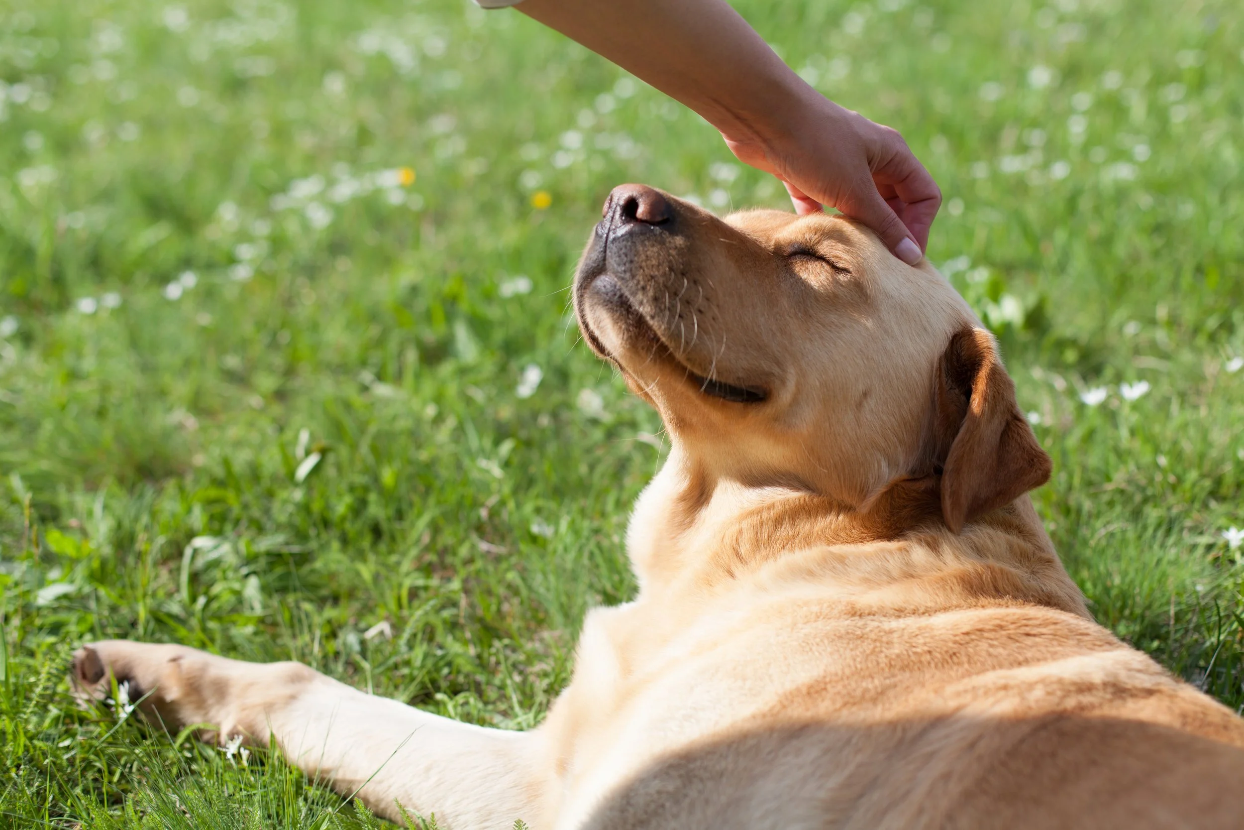 A person petting a resting golden retriever dog lying on green grass with small white and yellow flowers.