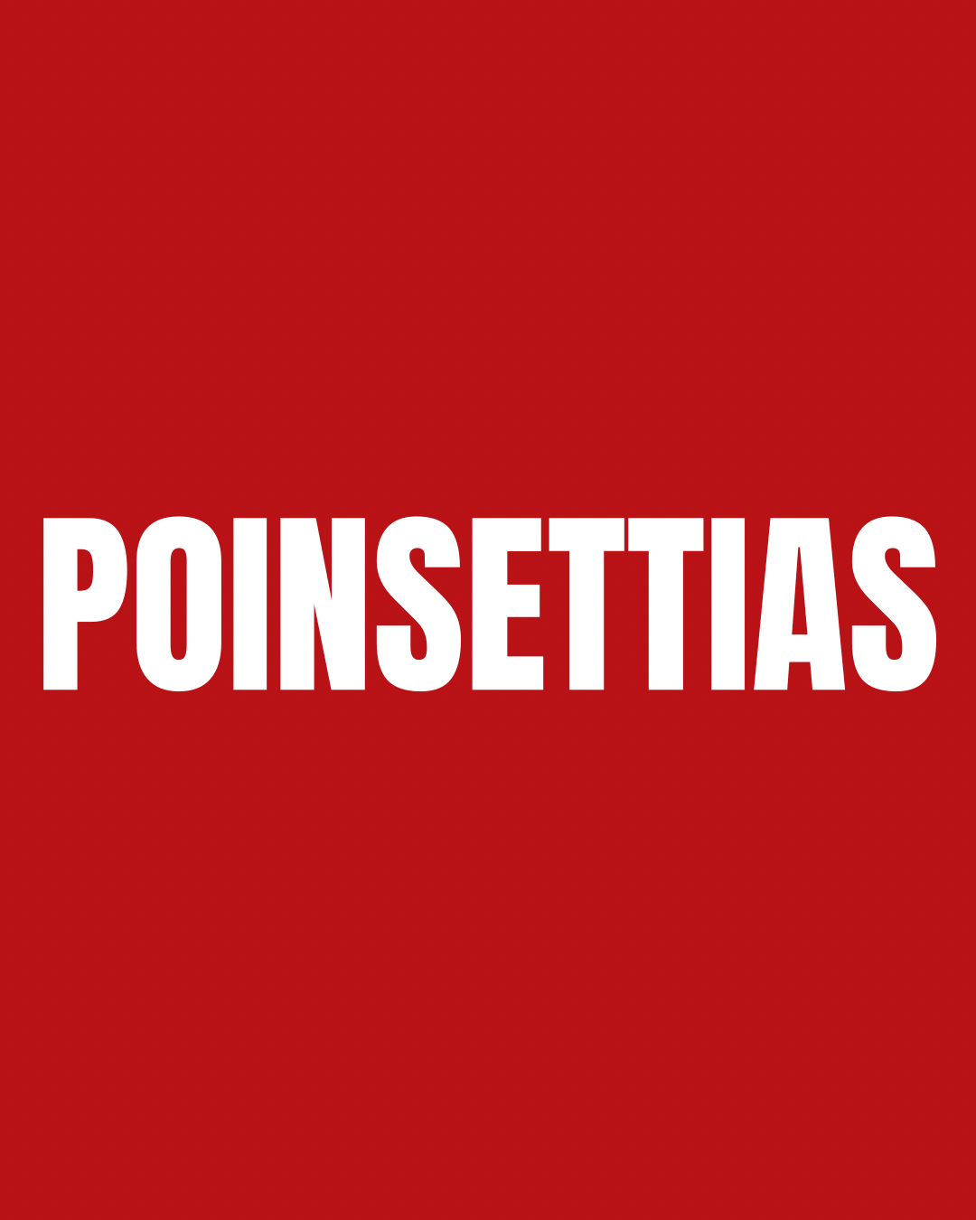 Holiday Poinsettias