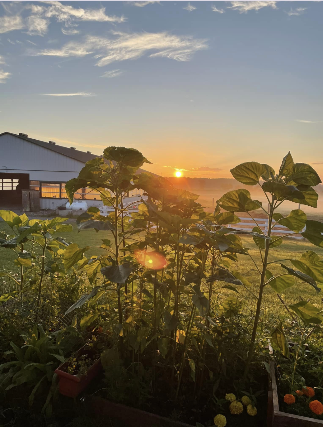 Sunset over a farm with green plants in the foreground, a white barn to the left, and a blue sky with scattered clouds.
