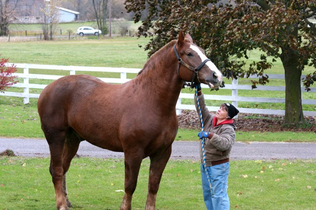 A person in a brown jacket and blue gloves standing next to a large brown horse in a yard with a white fence, trees, and a road in the background.