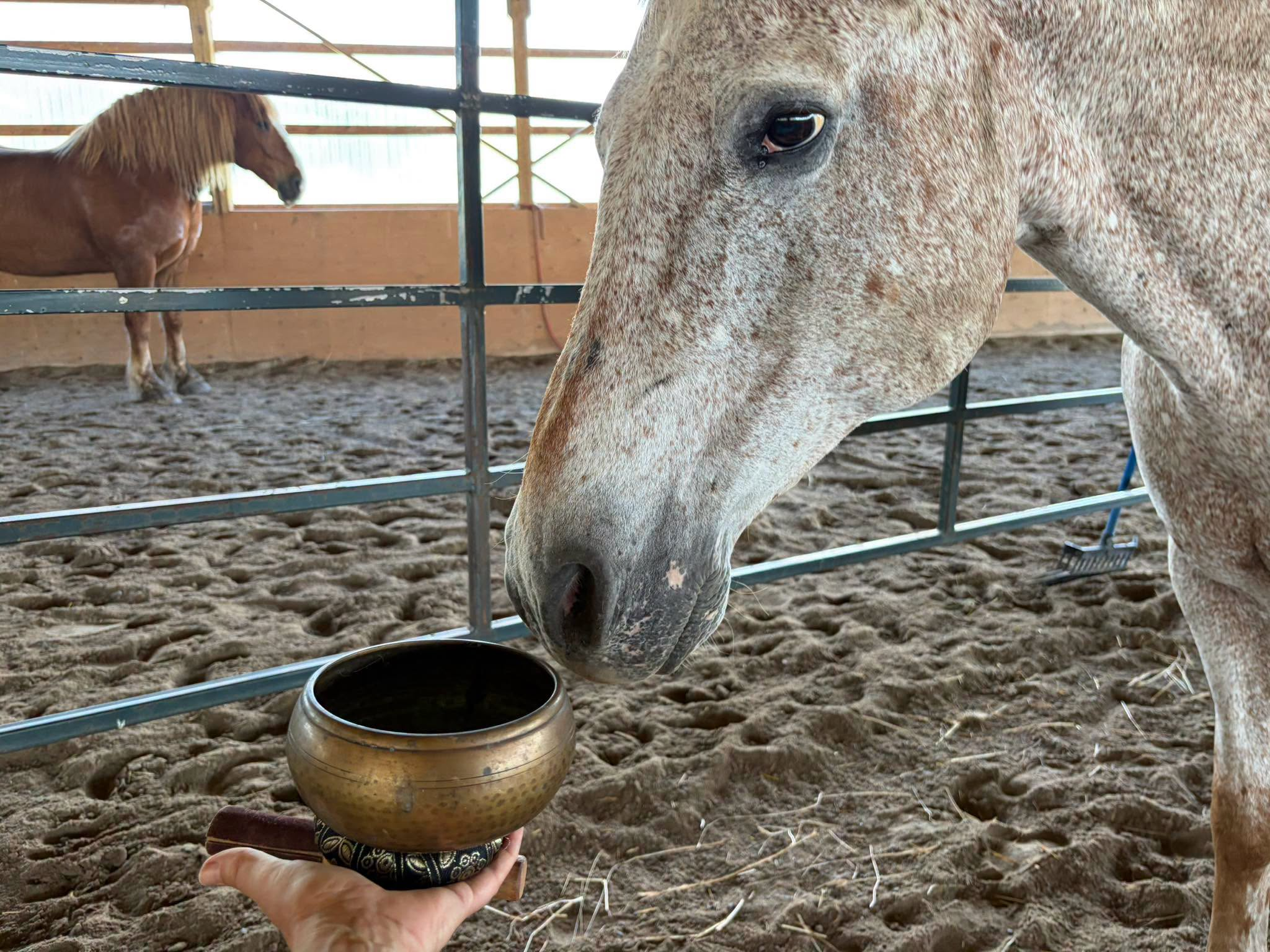 Sound bath with the healing herd in Lindsay, Ontario