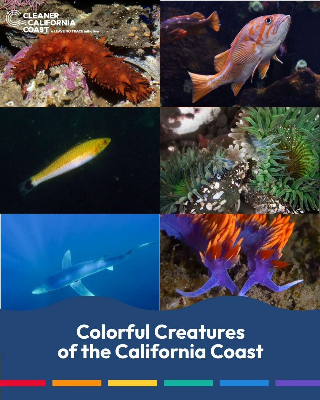 As Pride Month comes to a close, we're celebrating the rainbow species of the California Coast! 🏳️&zwj;🌈🏳️&zwj;⚧️🌊 

The coast belongs to everyone all year long. Be respectful of your fellow visitors to nature, and always Leave No Trace!

What co