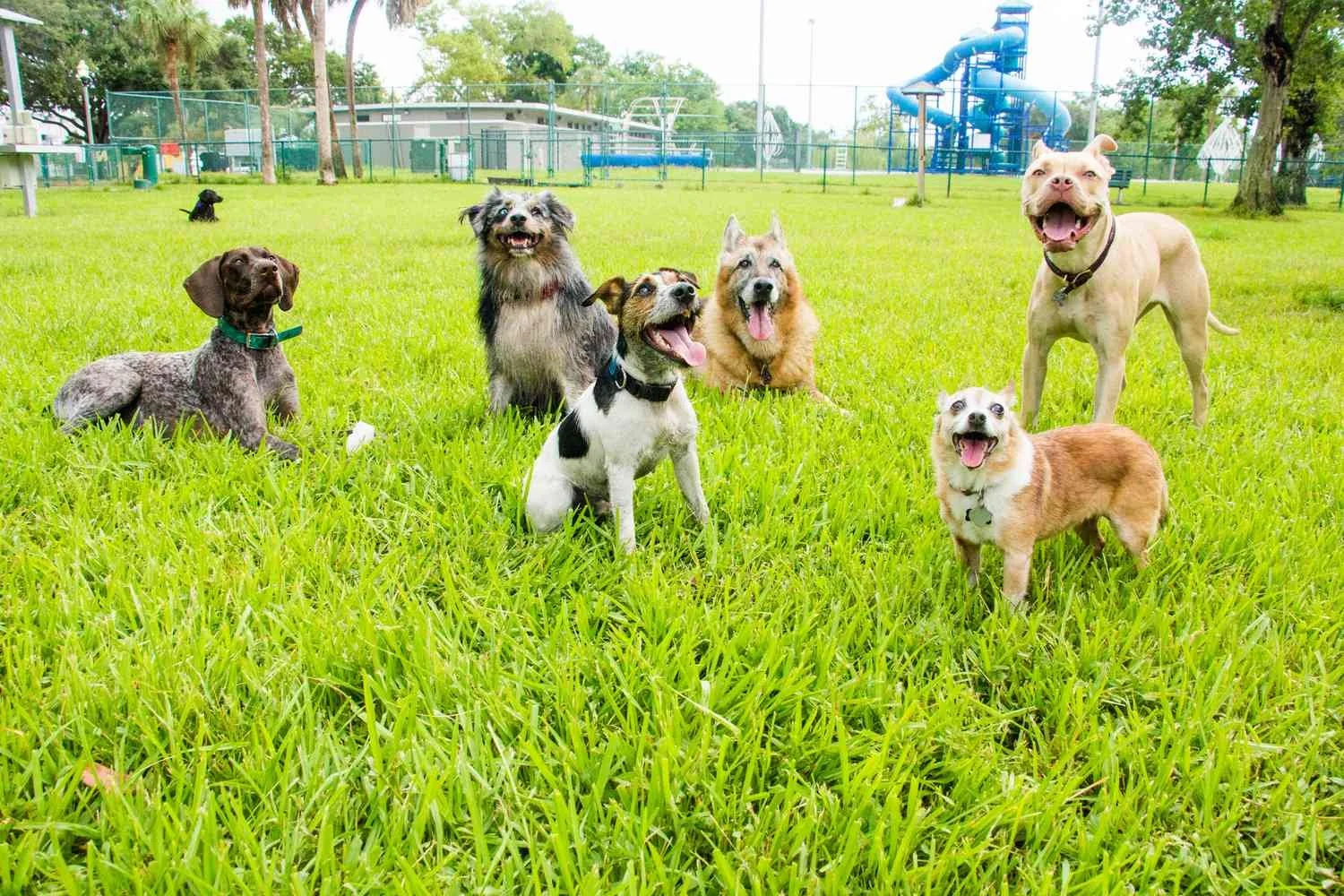 Pups In Parks: Bilingual Dog Training