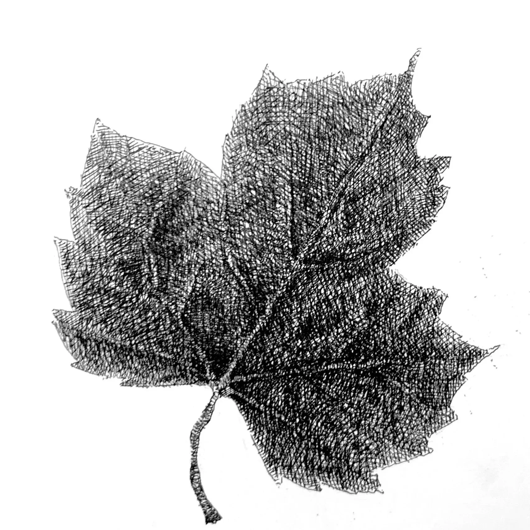 A black and white artwork of a leaf, created with intricate line patterns and details.