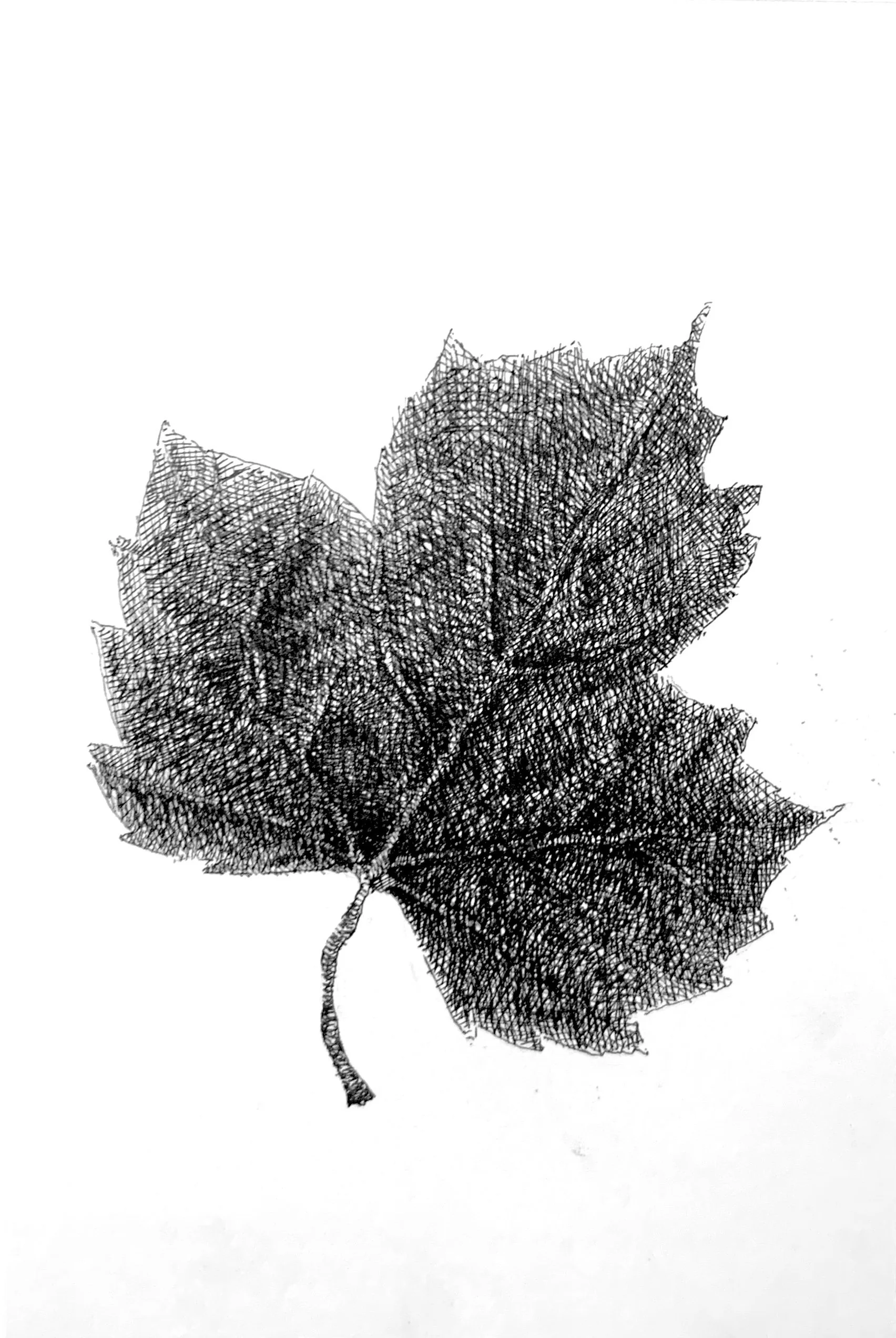 Sycamore Leaf,
5 x 7,
Ink on Moleskine 