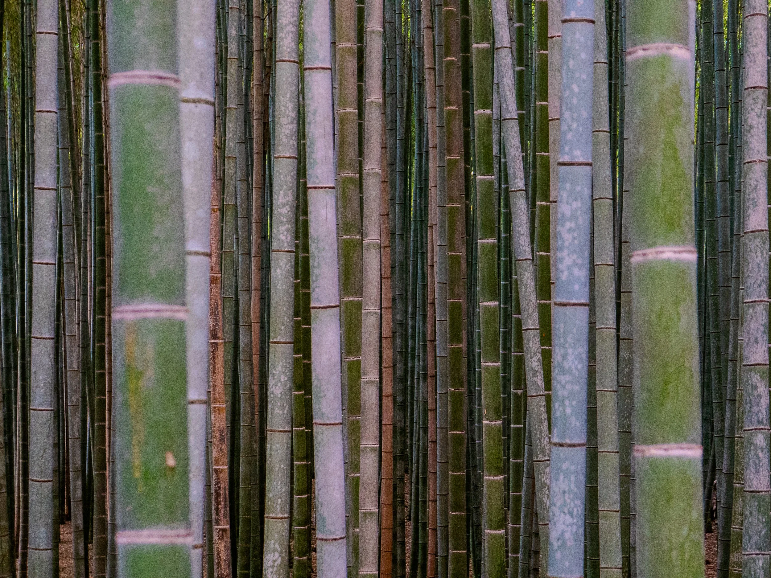Bamboo Forest