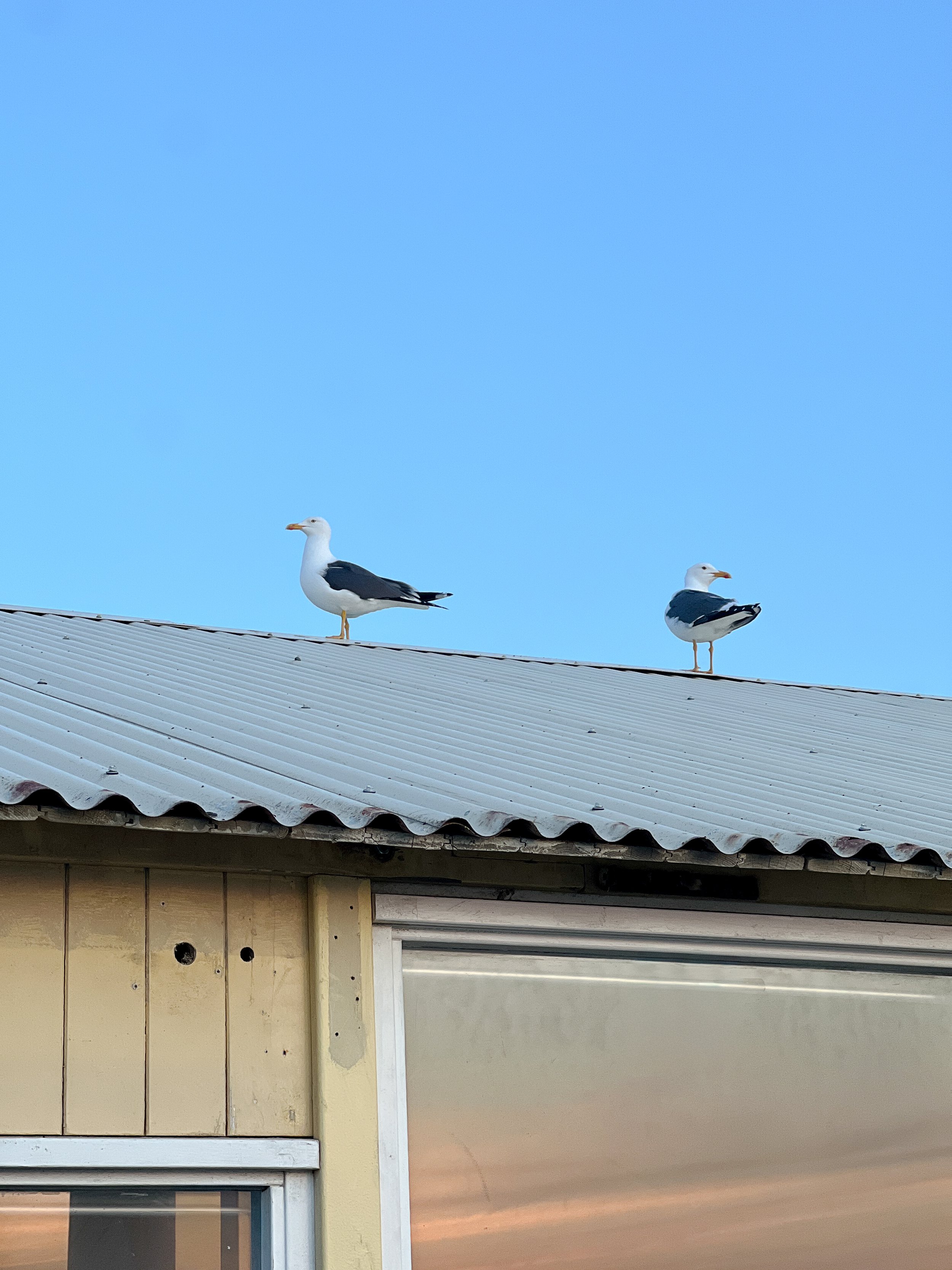 Seagulls on the Roof