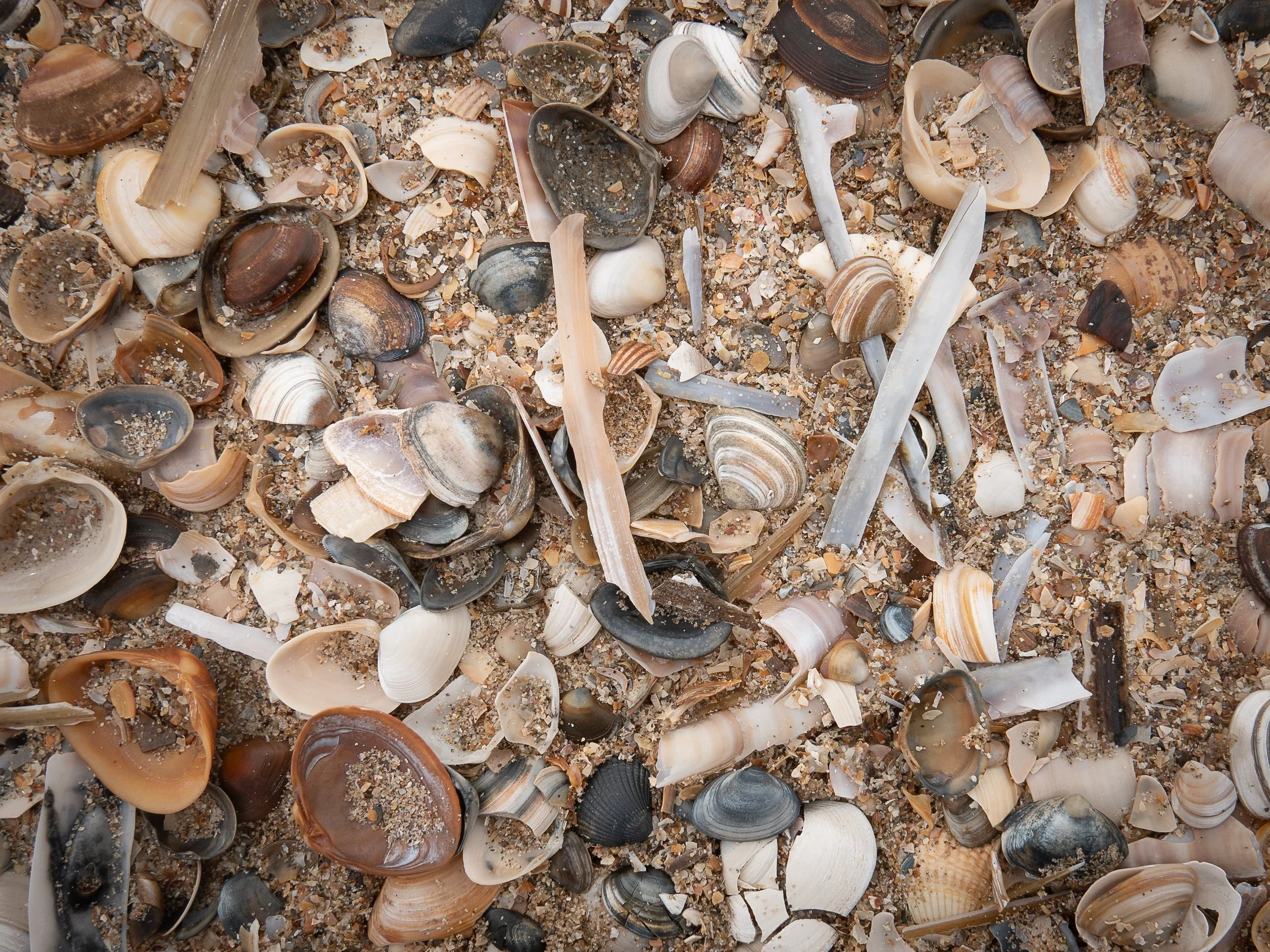 Scheveningen Shells