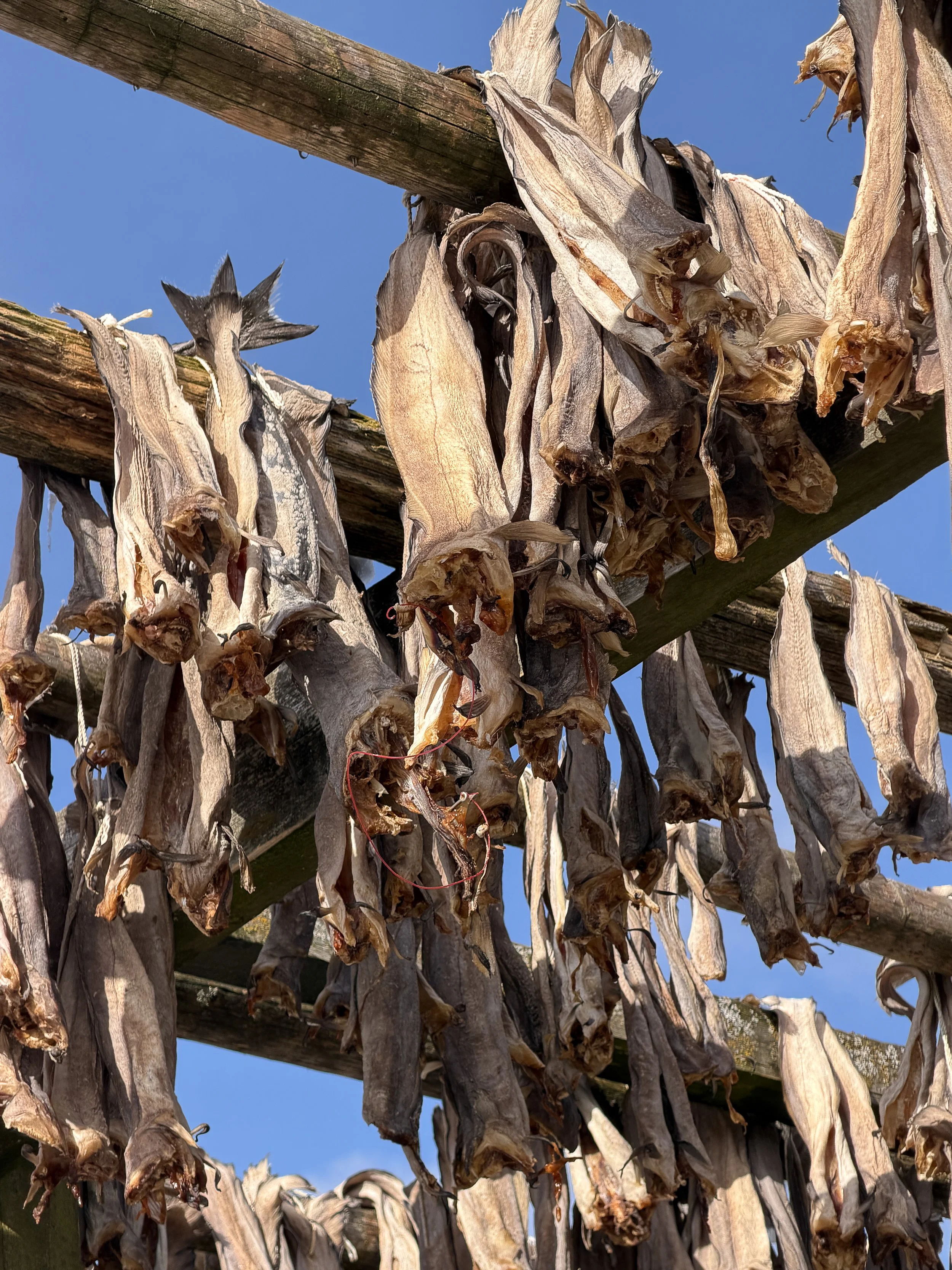 Hanging Stockfish
