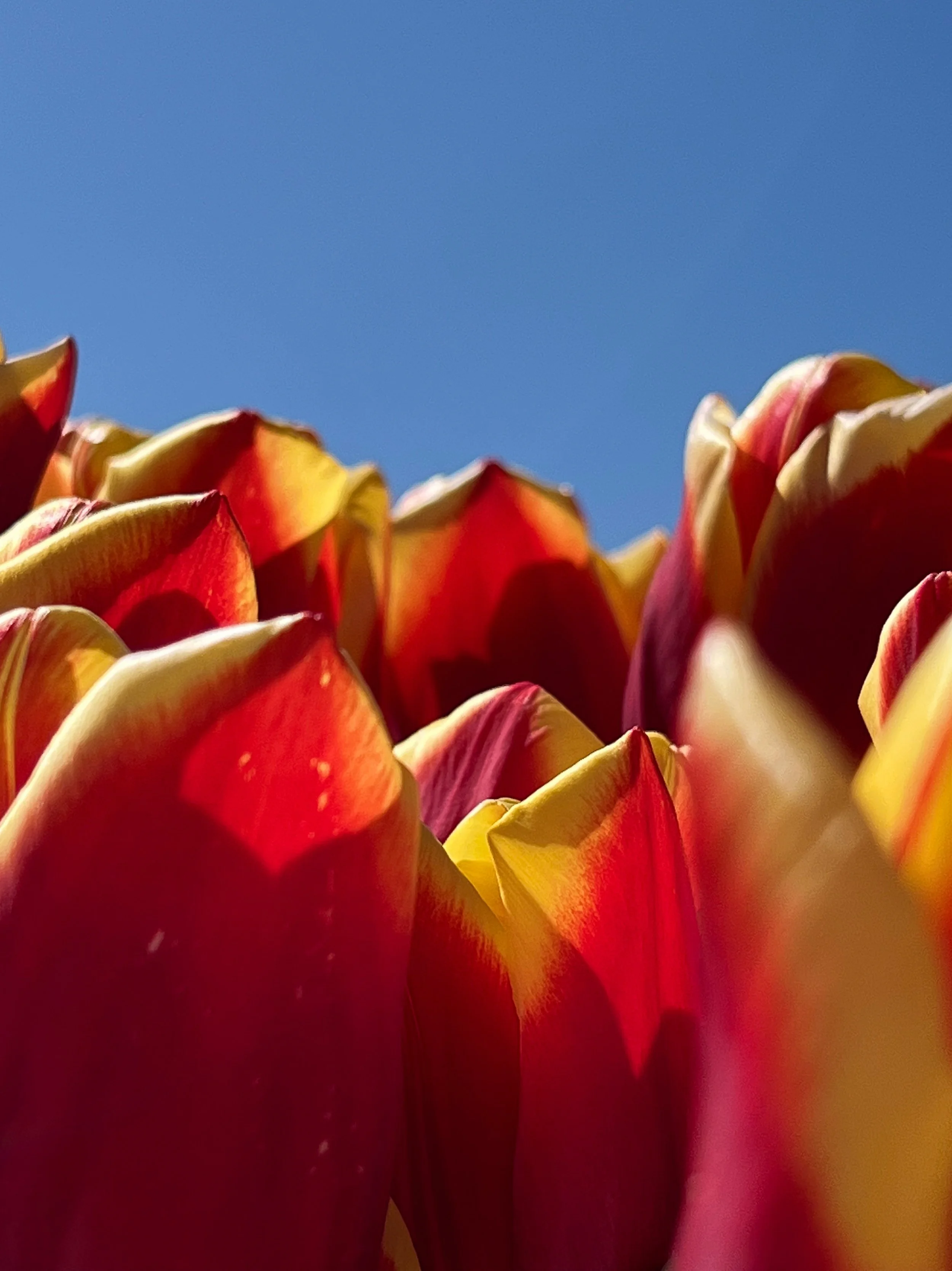 Tulip Tips