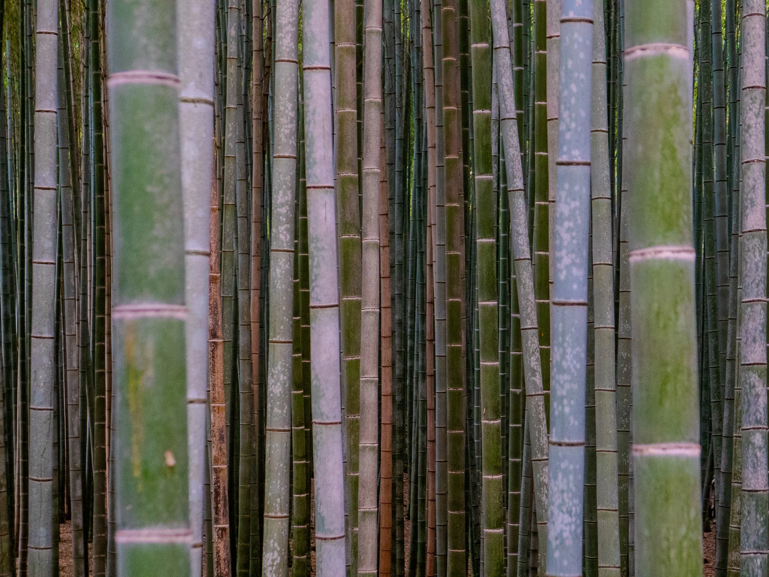 Close-up of tall bamboo stalks growing closely together in a bamboo forest.