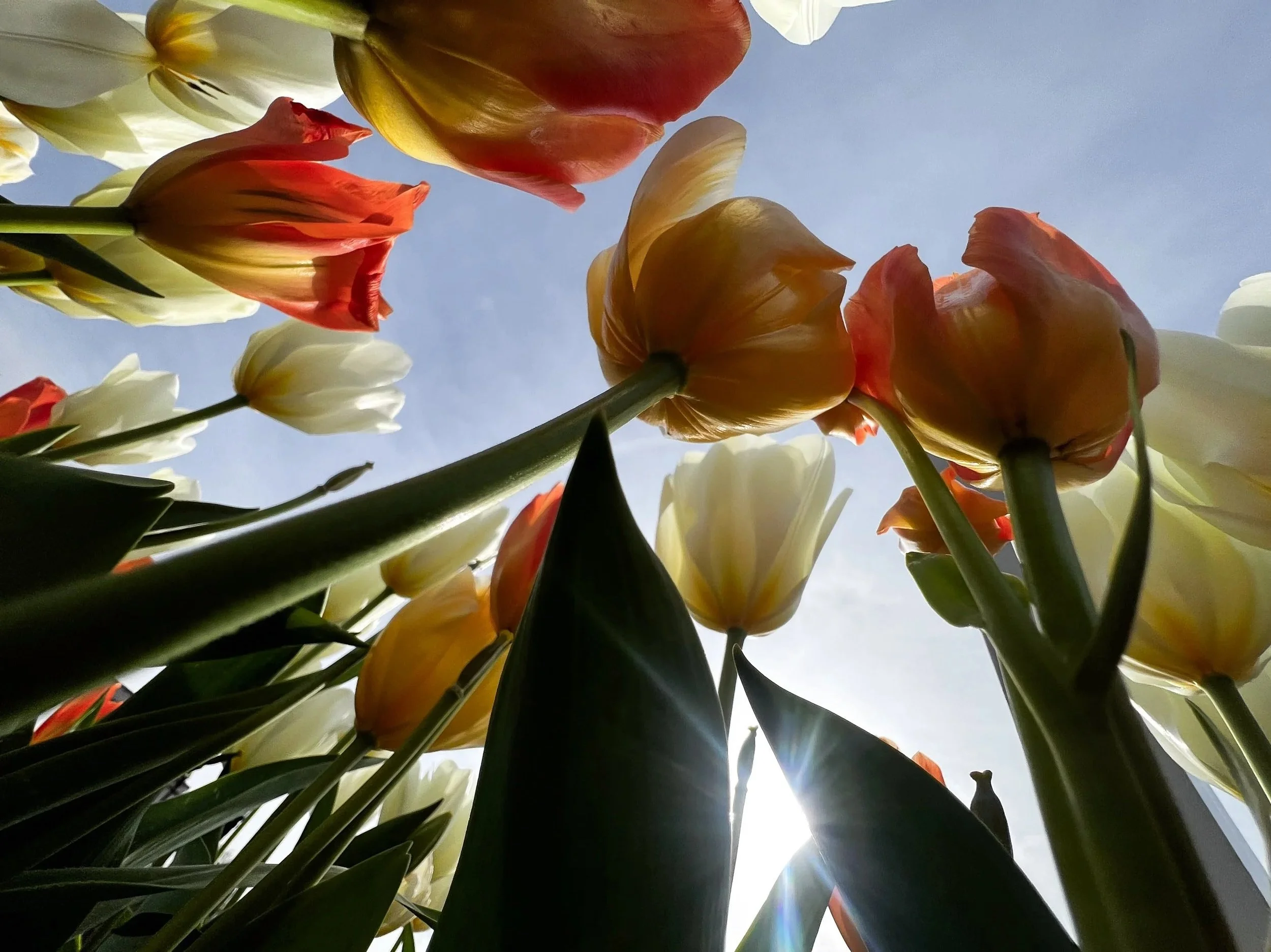Low-angle view of various colorful flowers, including red, white, yellow, and orange tulips, against a clear blue sky.