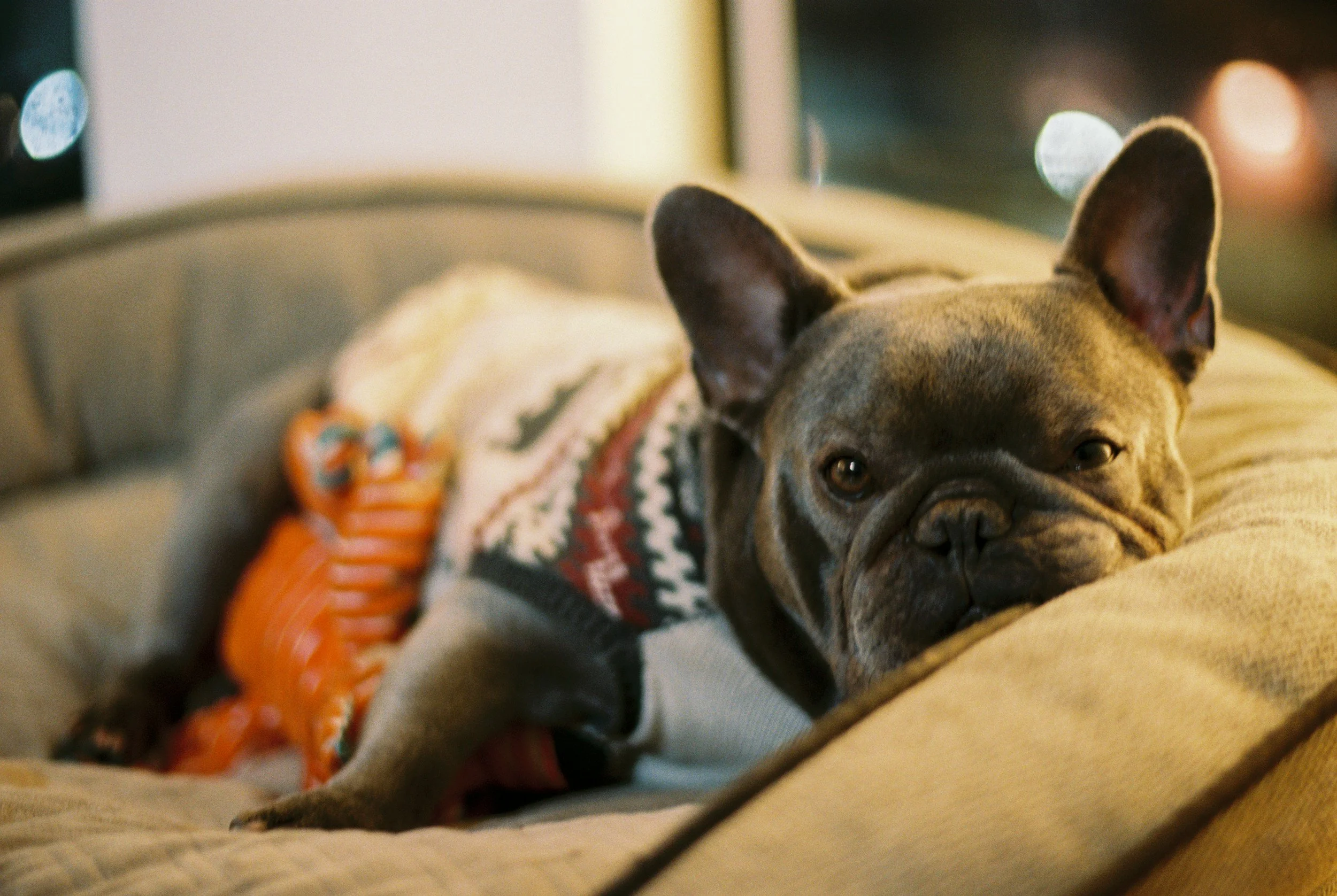 Close-up of a French Bulldog lying on a couch, wearing a colorful sweater, with blurry background lights.