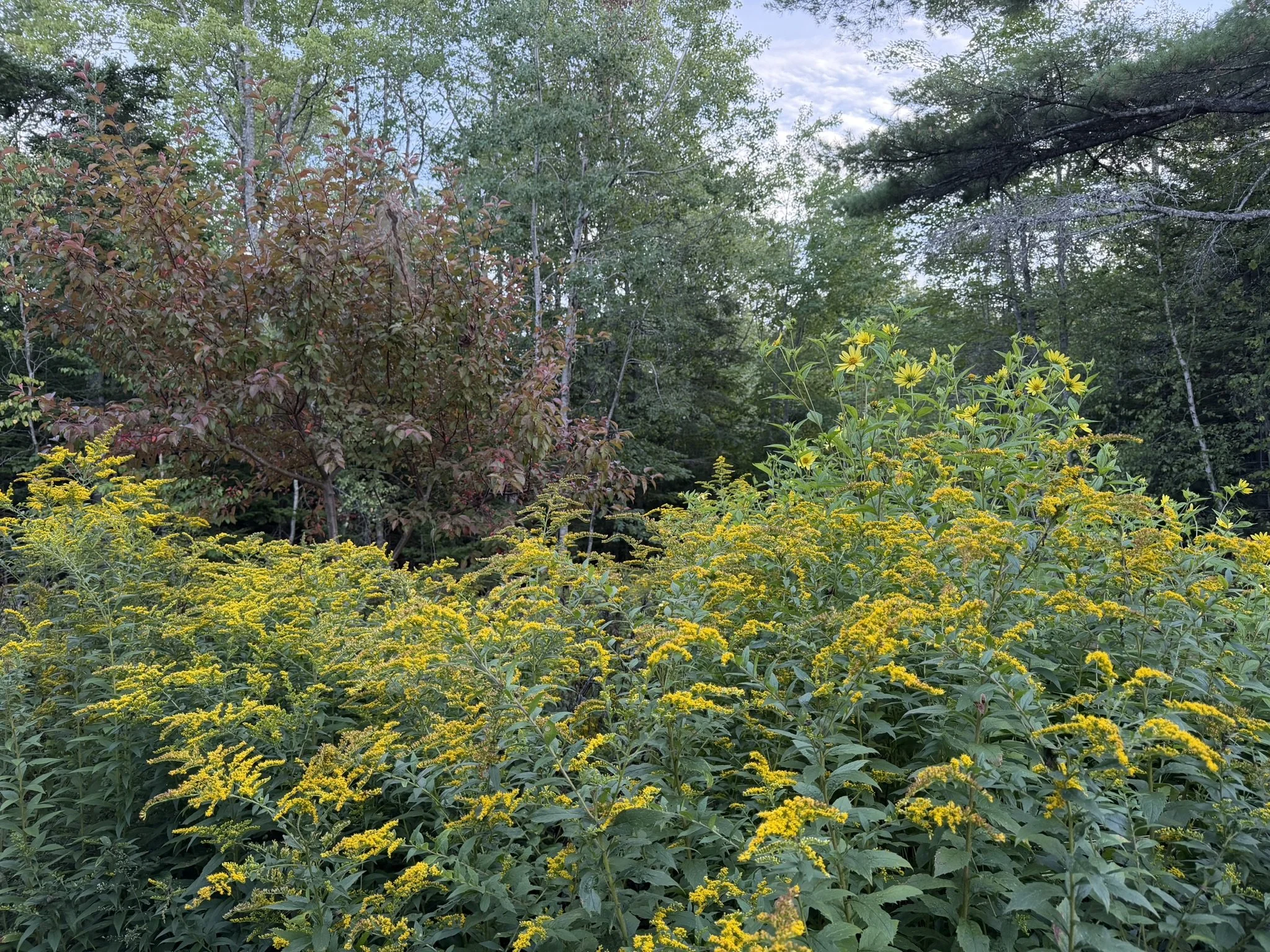 Solidago Goldenrod